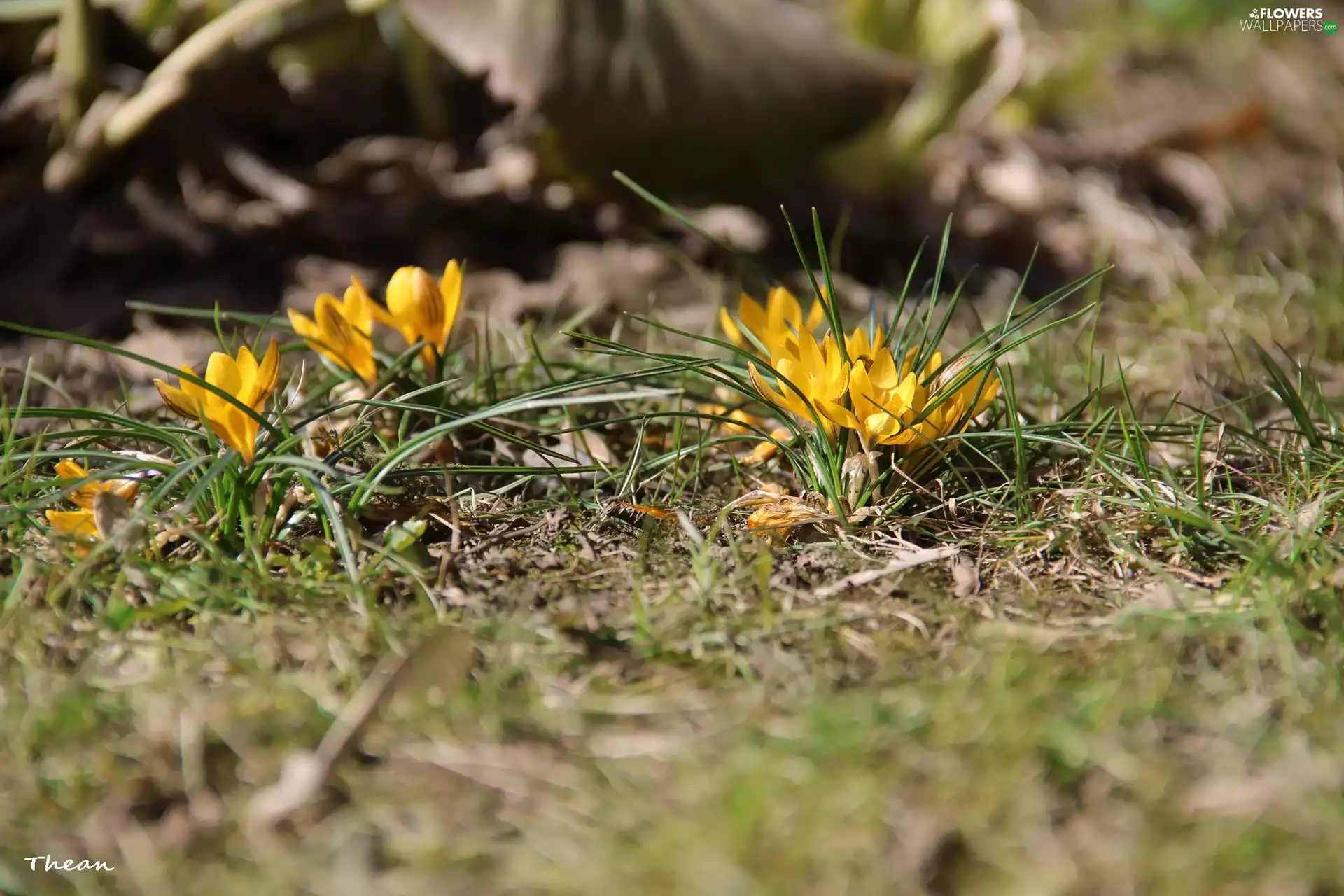 Spring, Yellow, crocuses