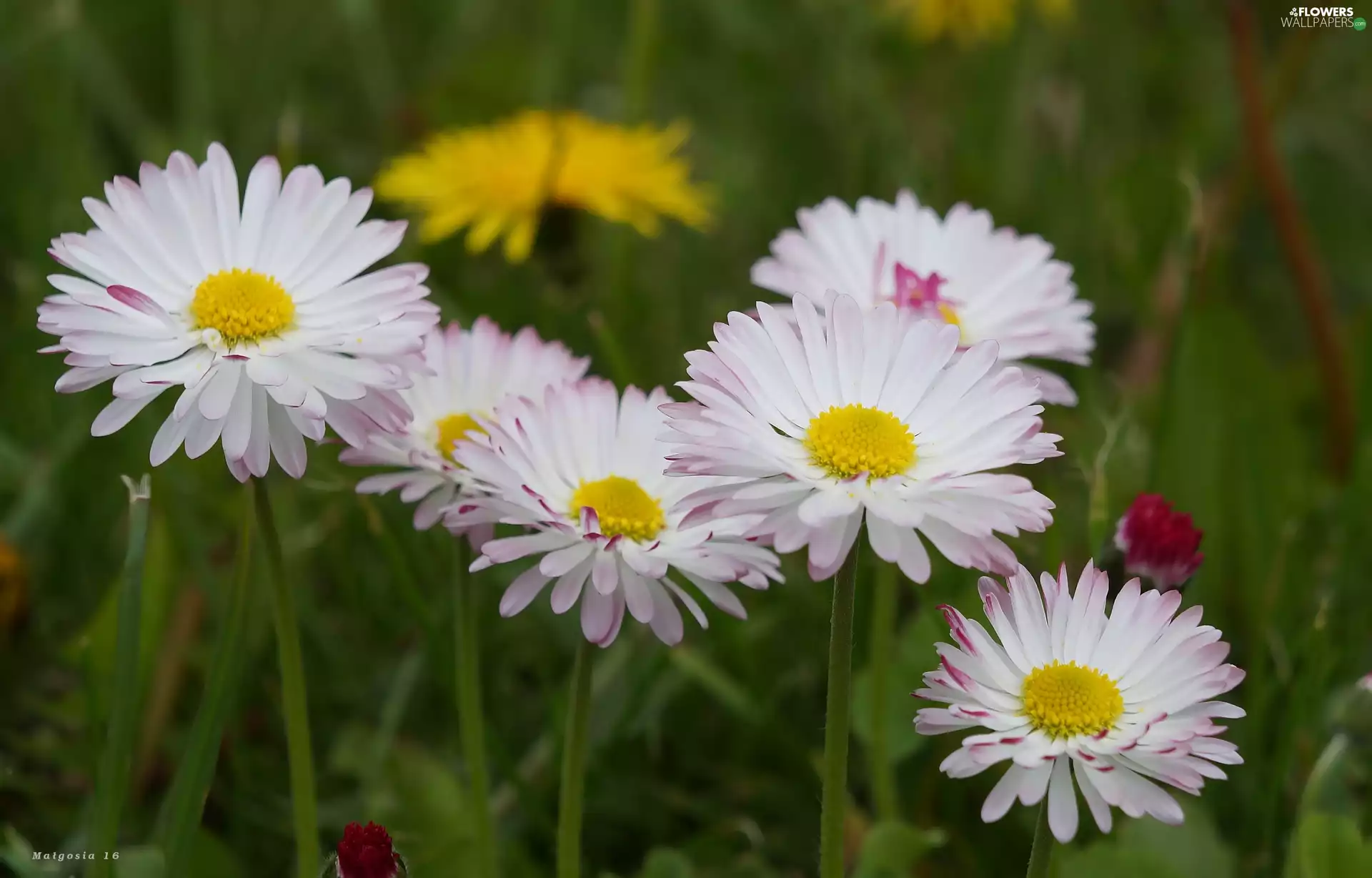 Spring, Flowers, daisies