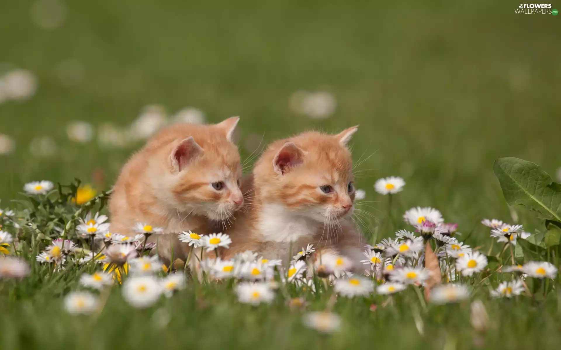 puss, sweet, daisies, Spring, Meadow, little doggies