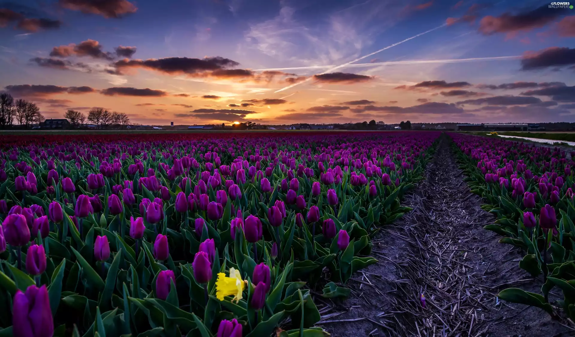 west, sun, tulips, Spring--Clouds, Field