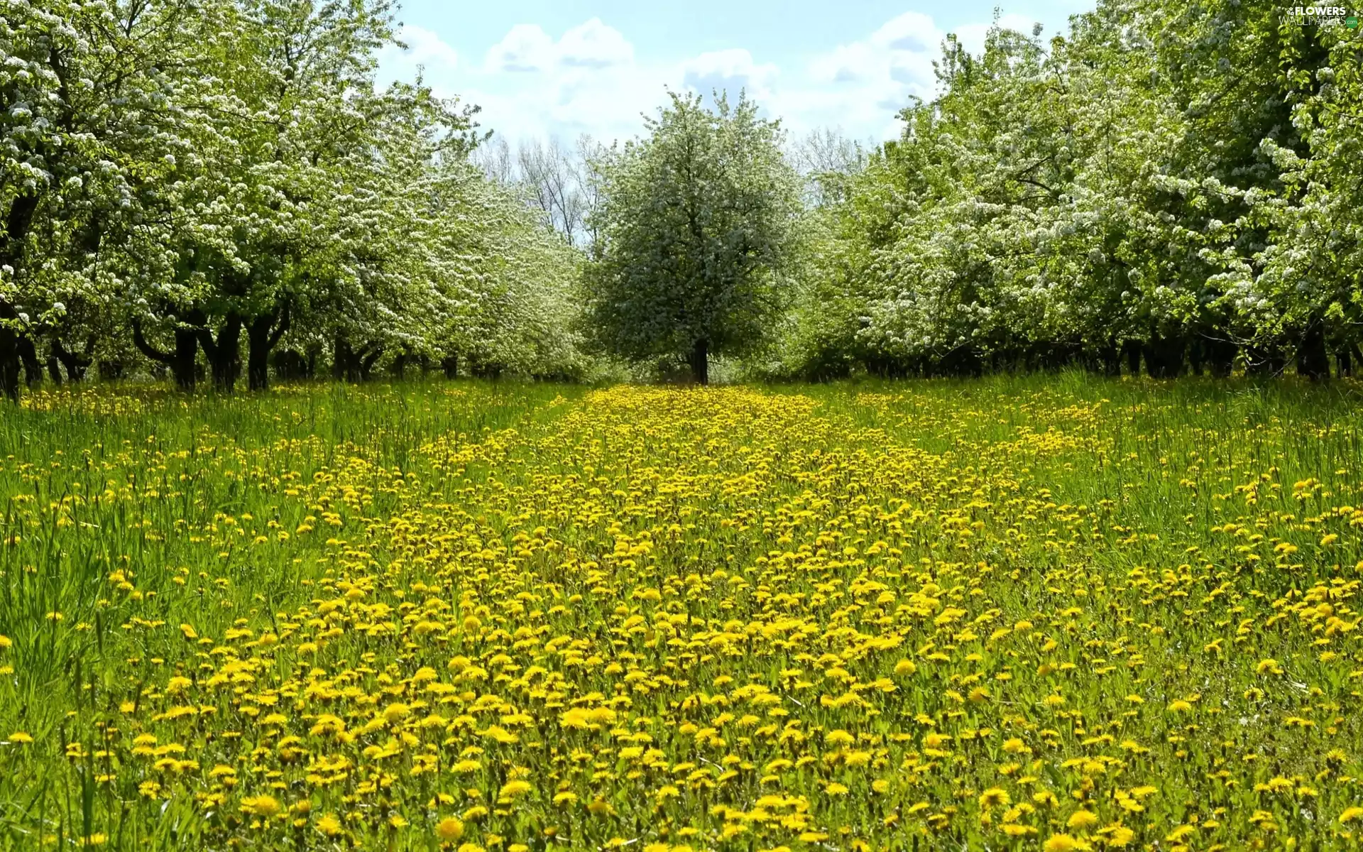 trees, Park, puffball, Spring, viewes, flourishing