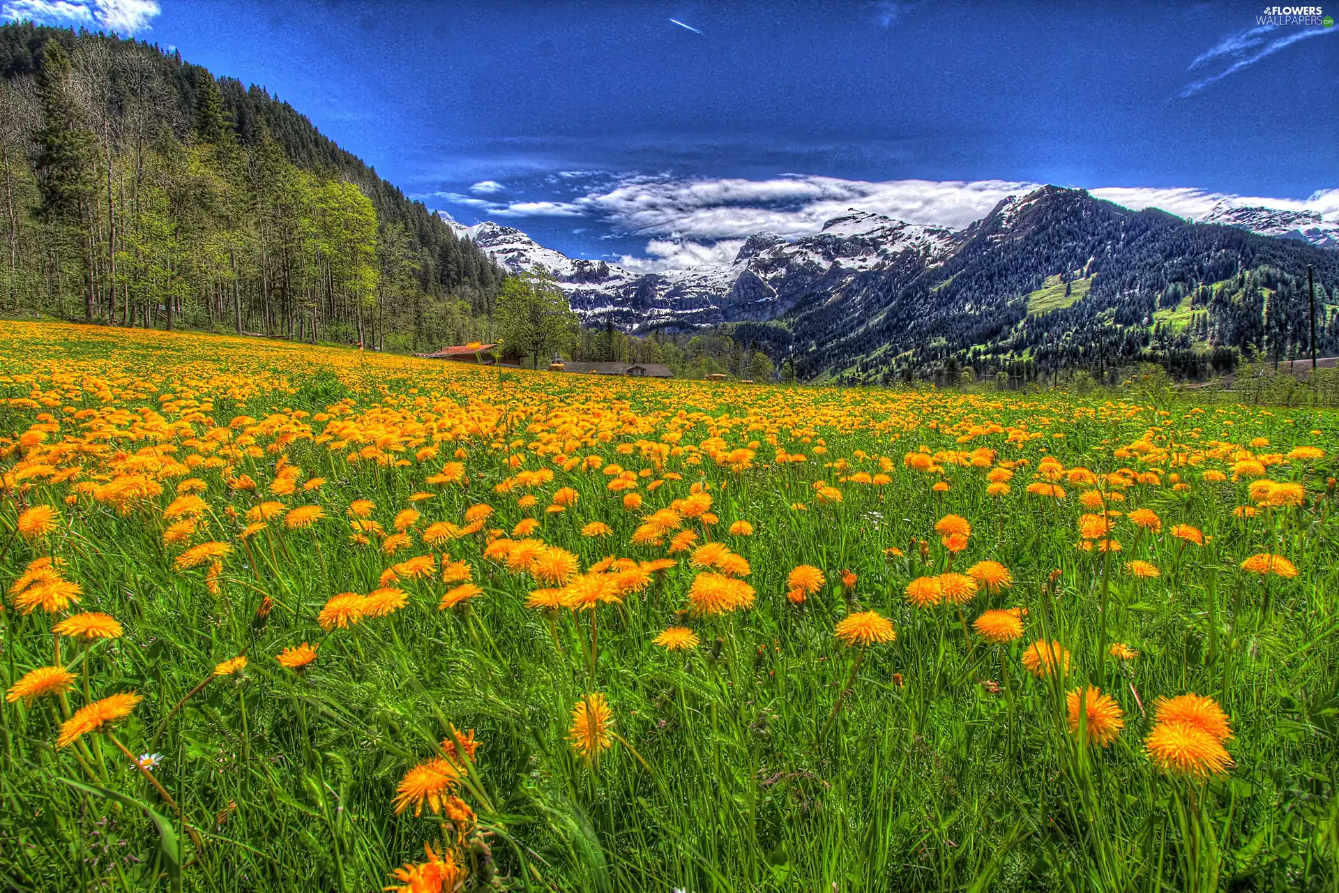 Mountains, Meadow, clouds, Spring, woods, Flowers