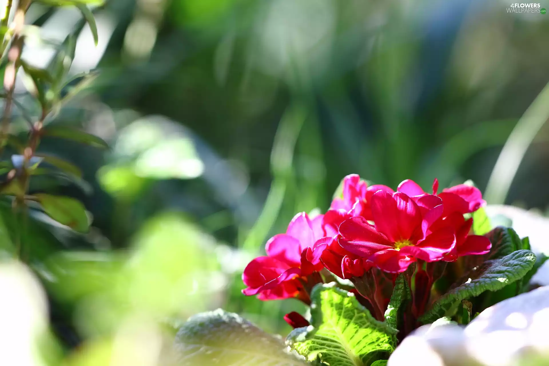 sun, Colourfull Flowers, luminosity, ligh, primrose, flash, Spring