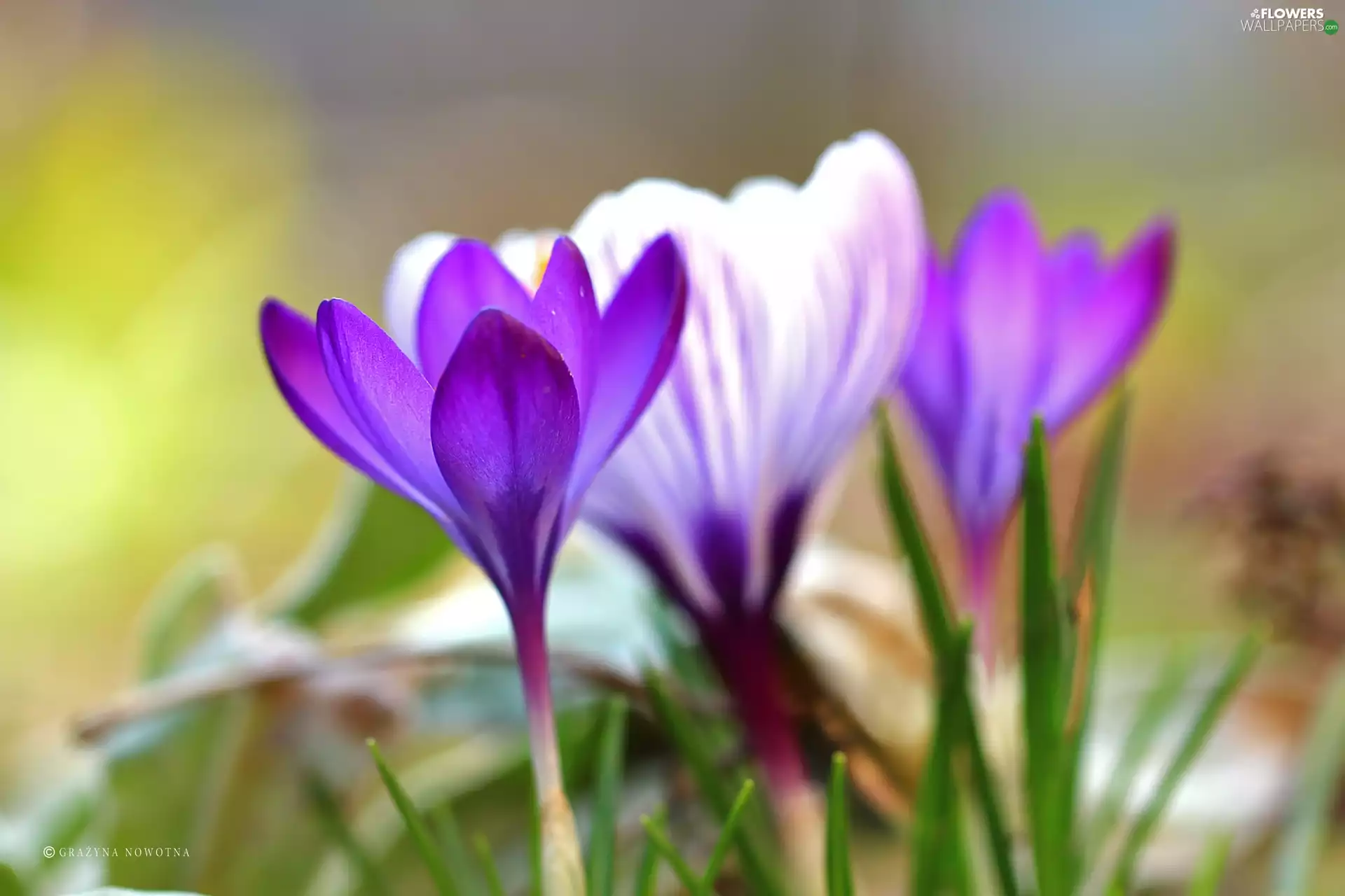 Spring, crocuses, Flowers