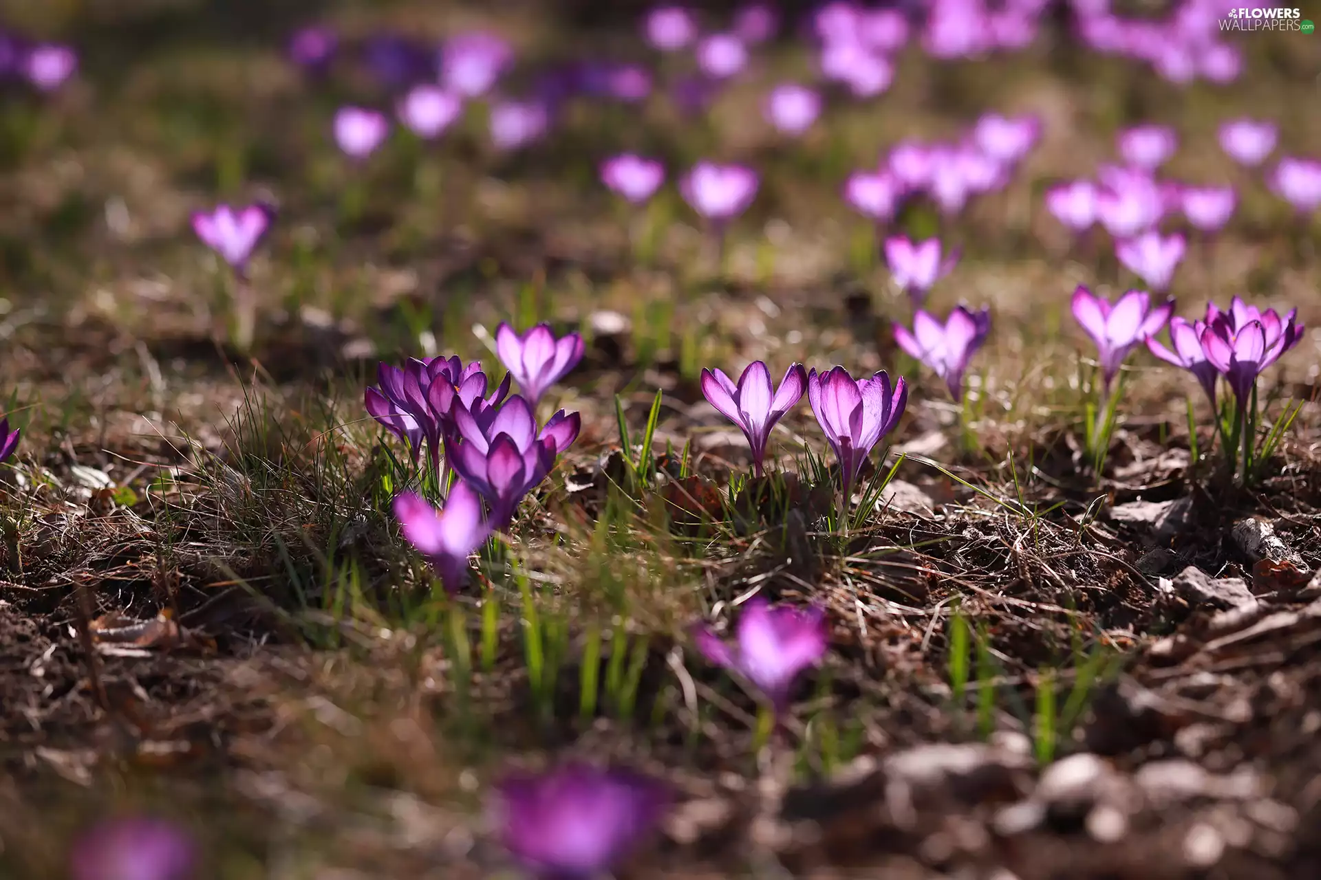 Spring, crocuses, Flowers