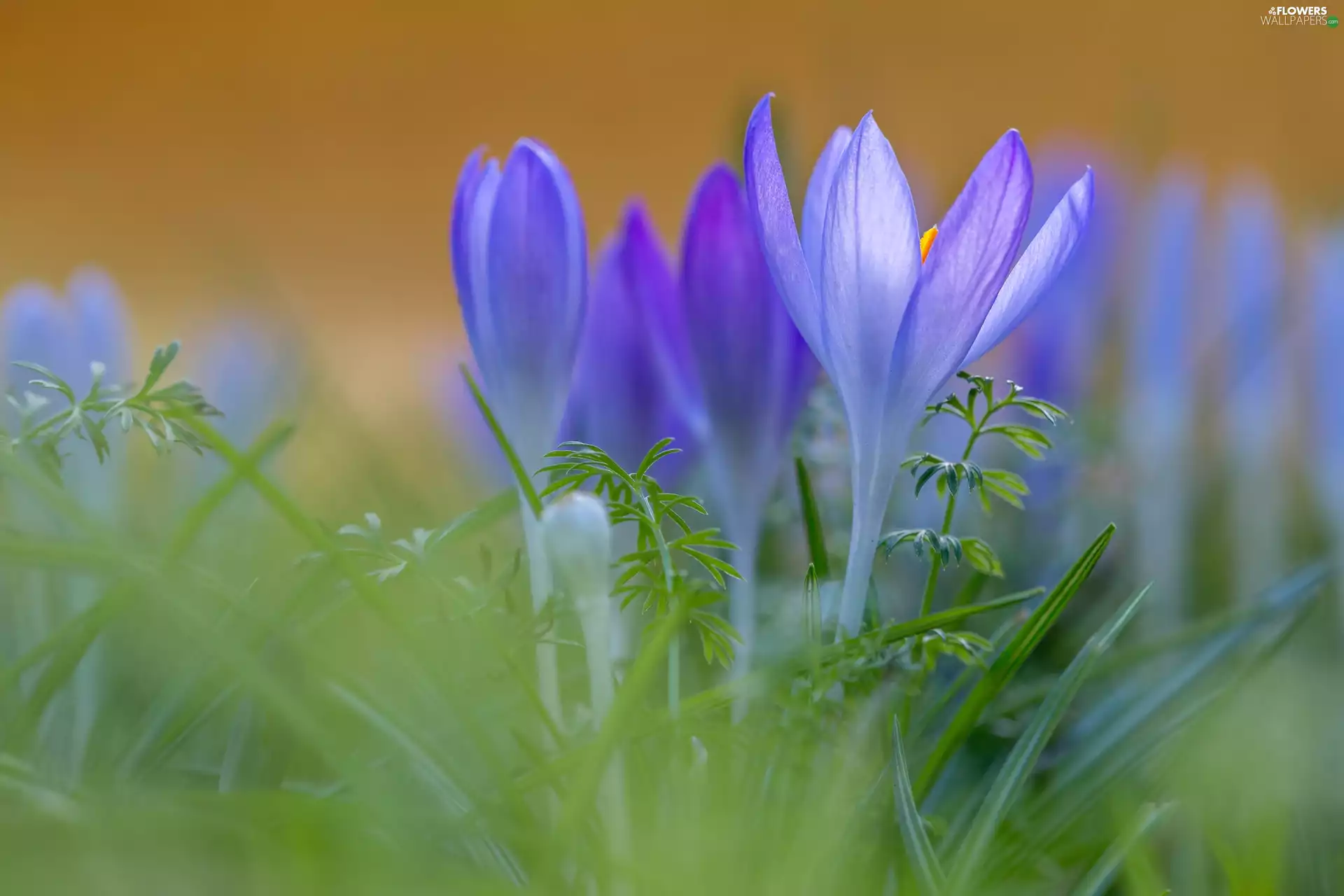Spring, crocuses, Flowers