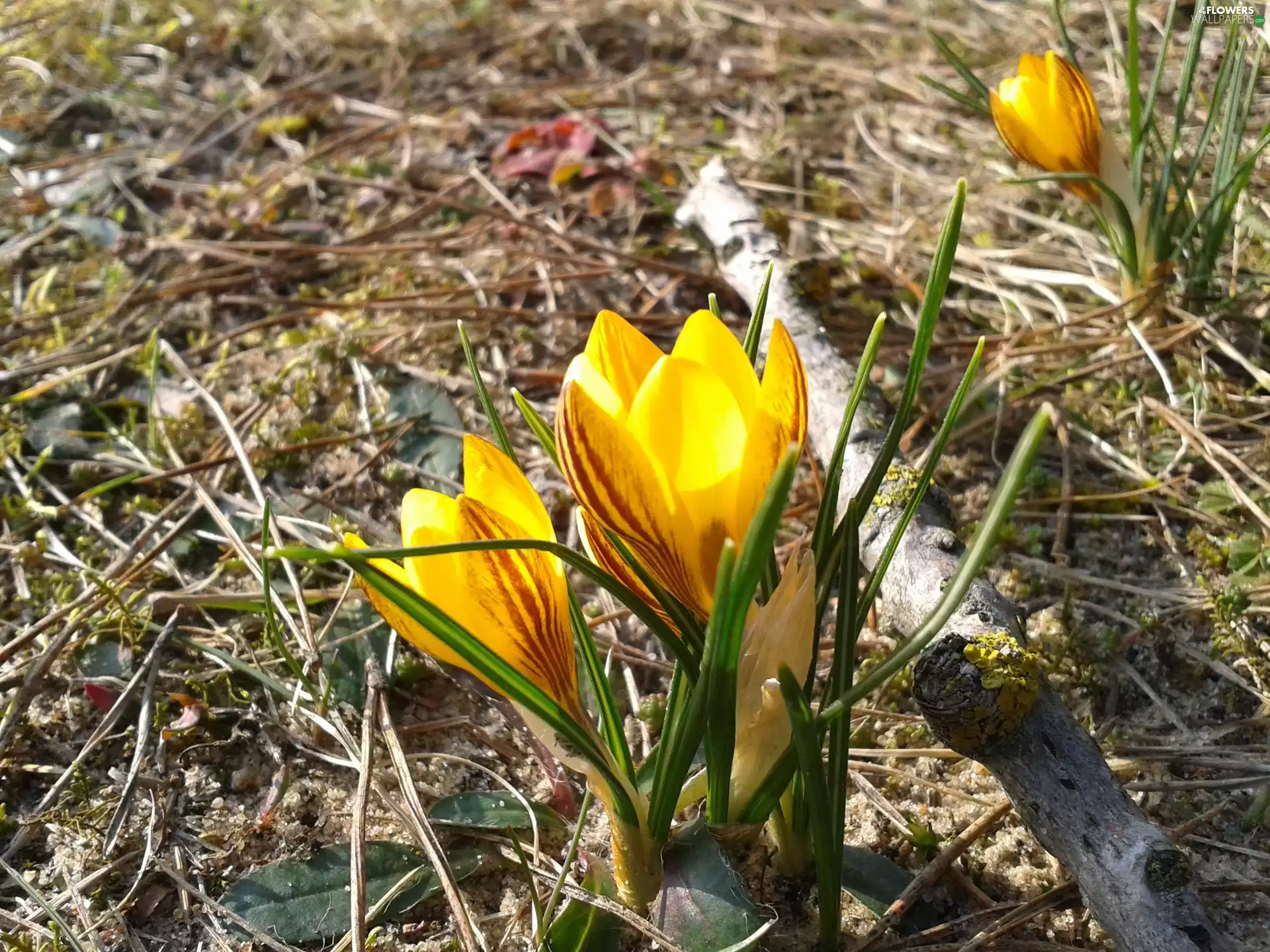 Flowers, Yellow, crocuses, Spring
