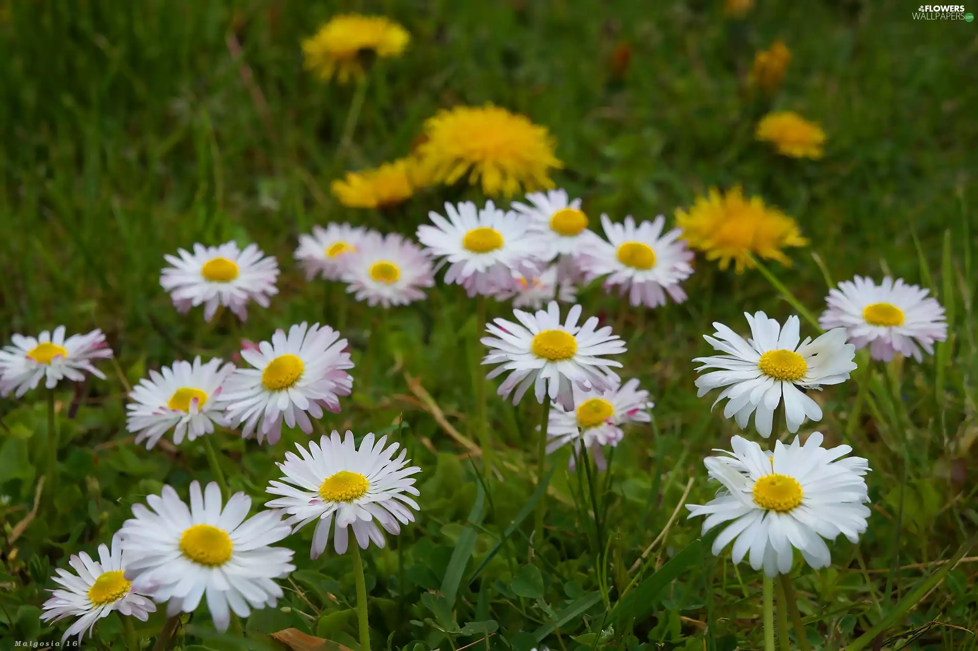 Flowers, flourishing, daisies, Spring