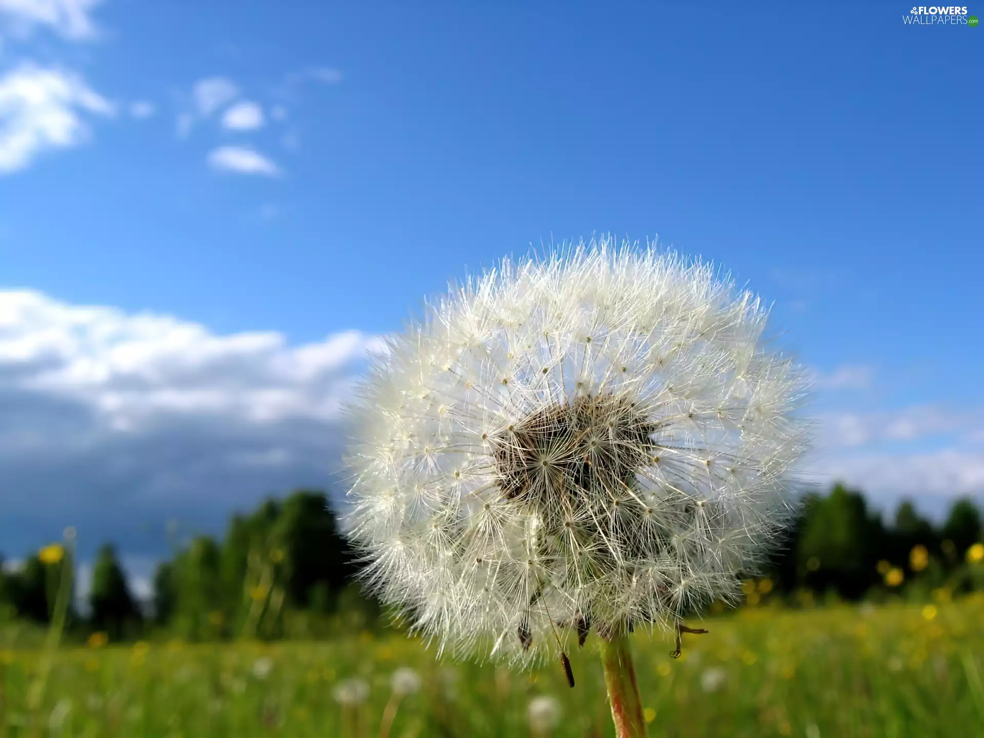 Spring, dandelion, Flowers