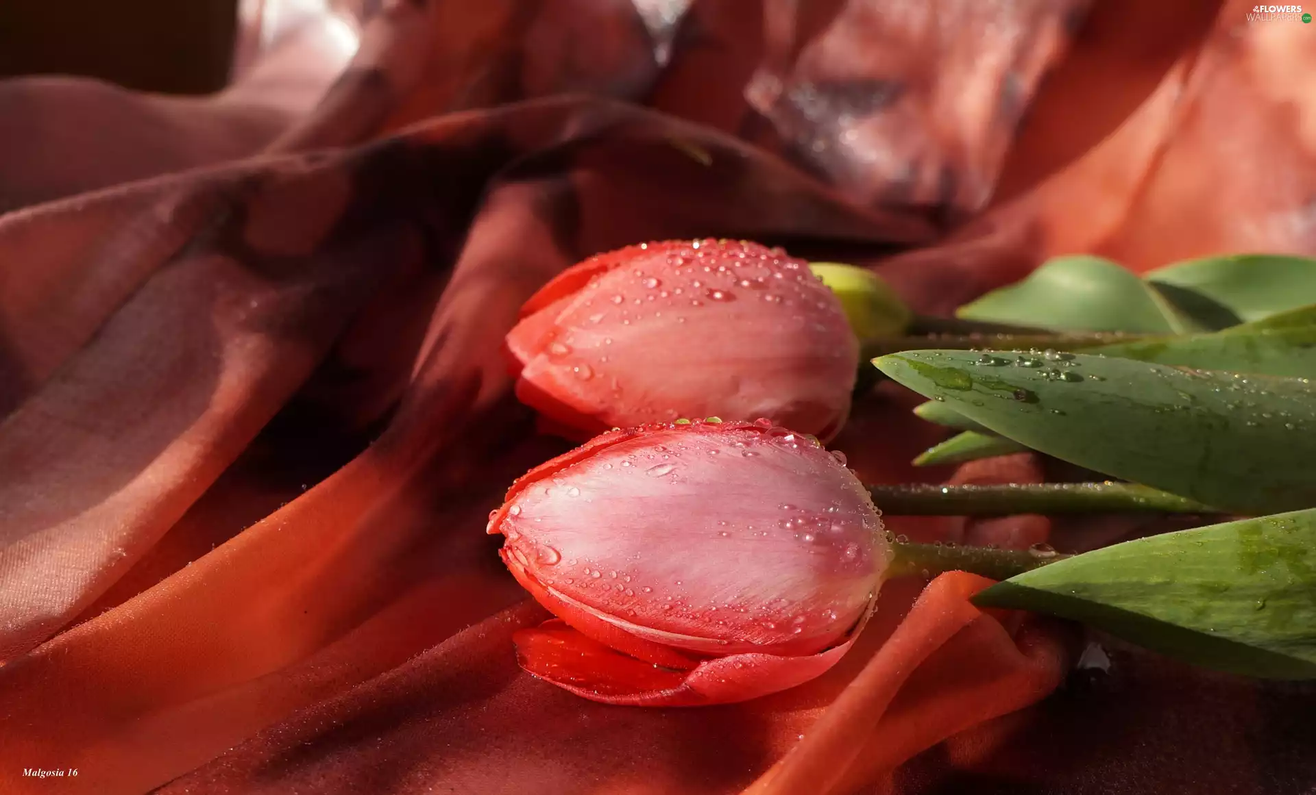 Flowers, Tulips, Drops, Spring