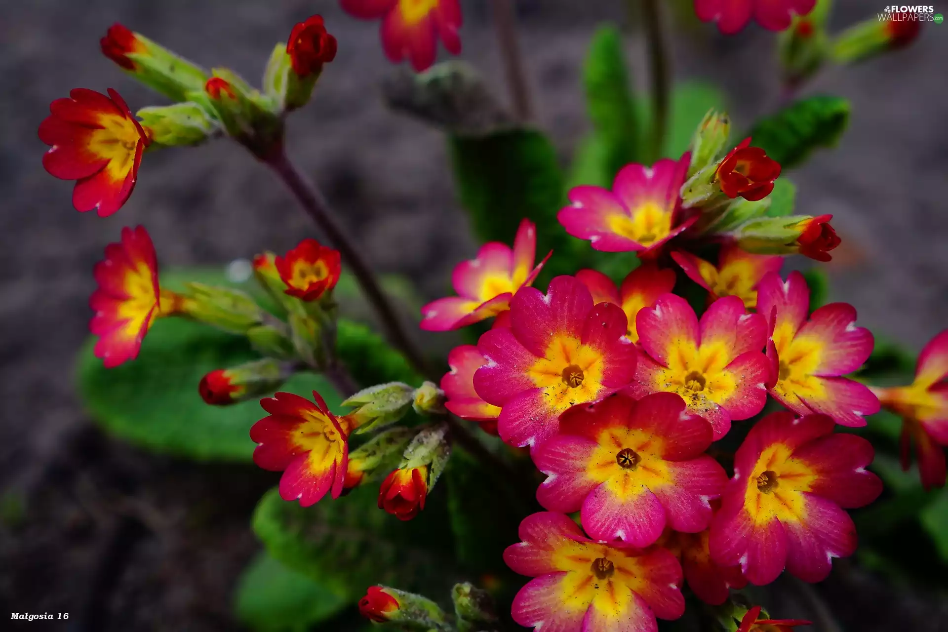 Flowers, primrose, flourishing, Spring
