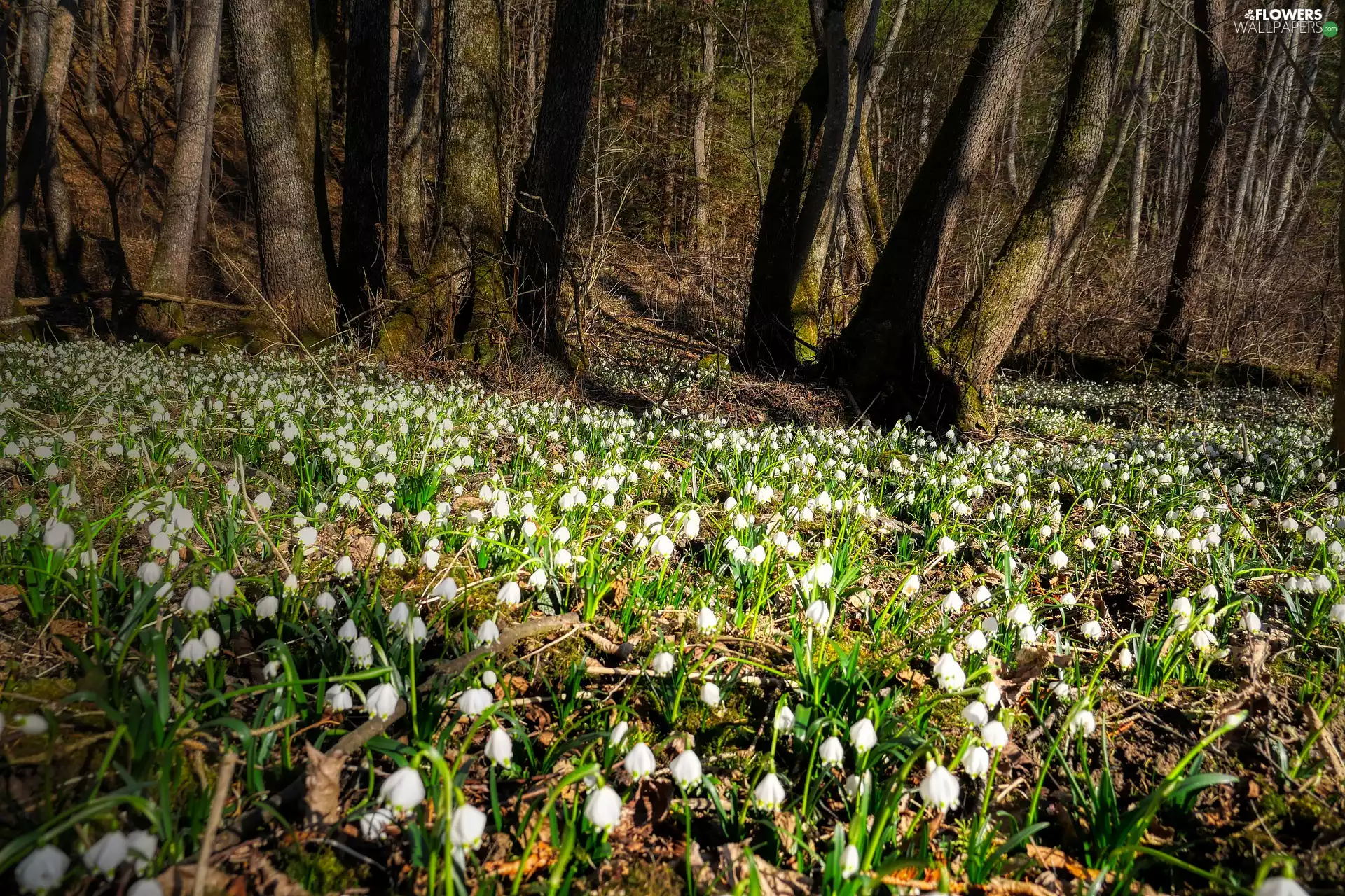 Florescence, Spring, Flowers, Leucojum, forest