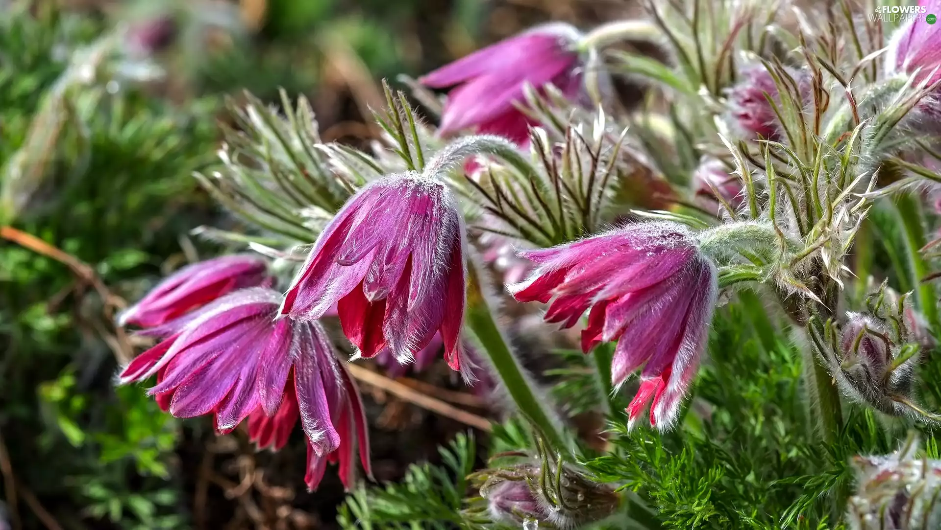 Spring, pasque, Flowers