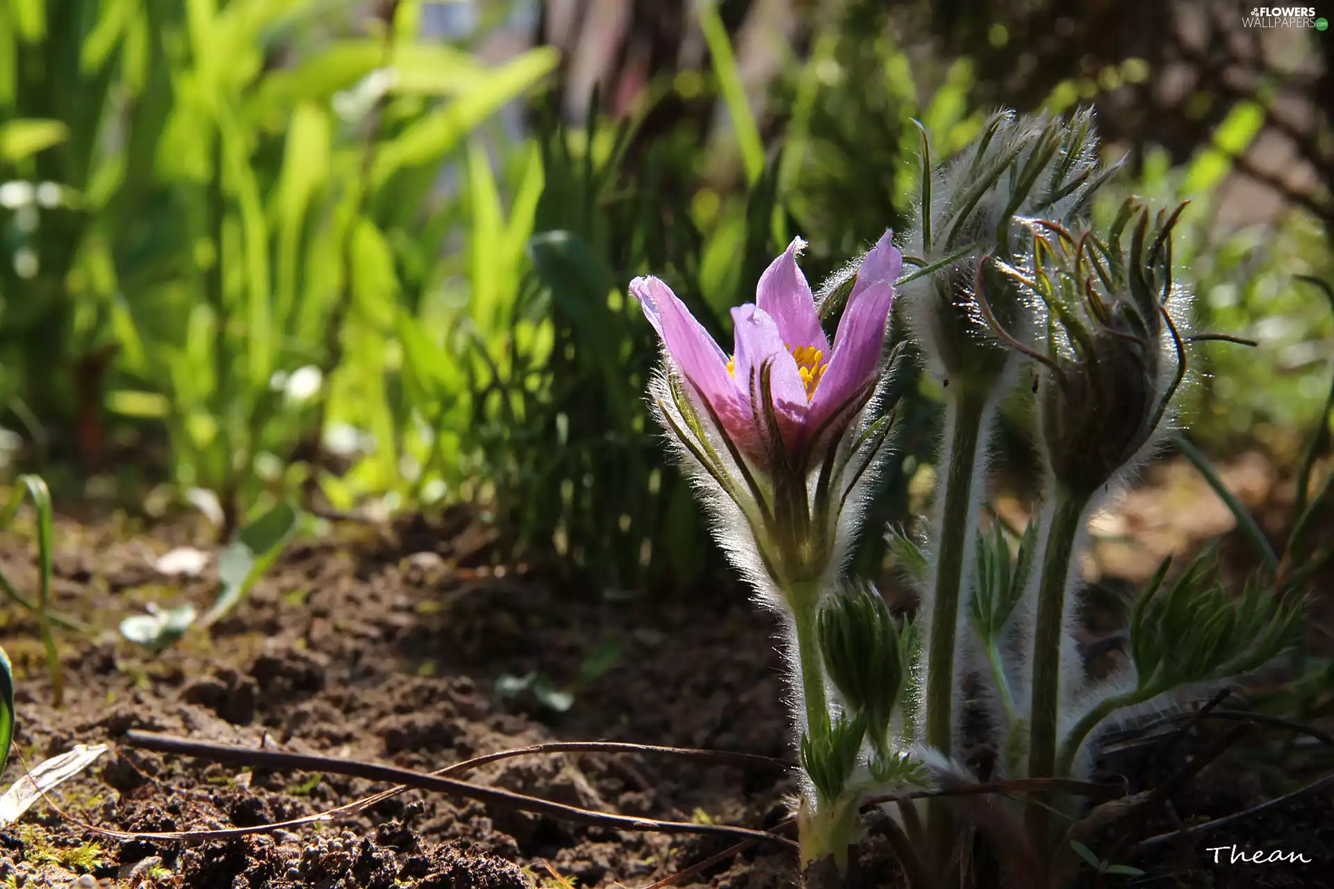 Spring, pasque, Flowers