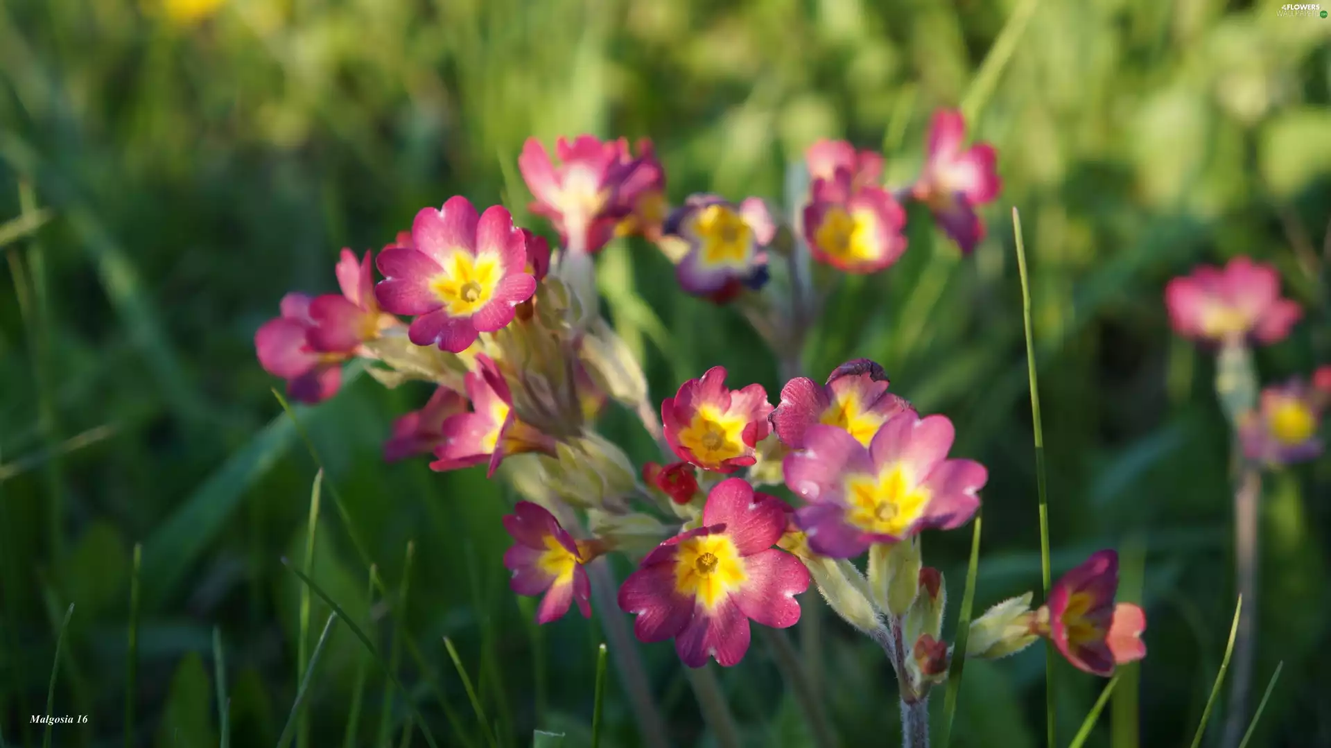 Flowers, primrose, primrose, Spring