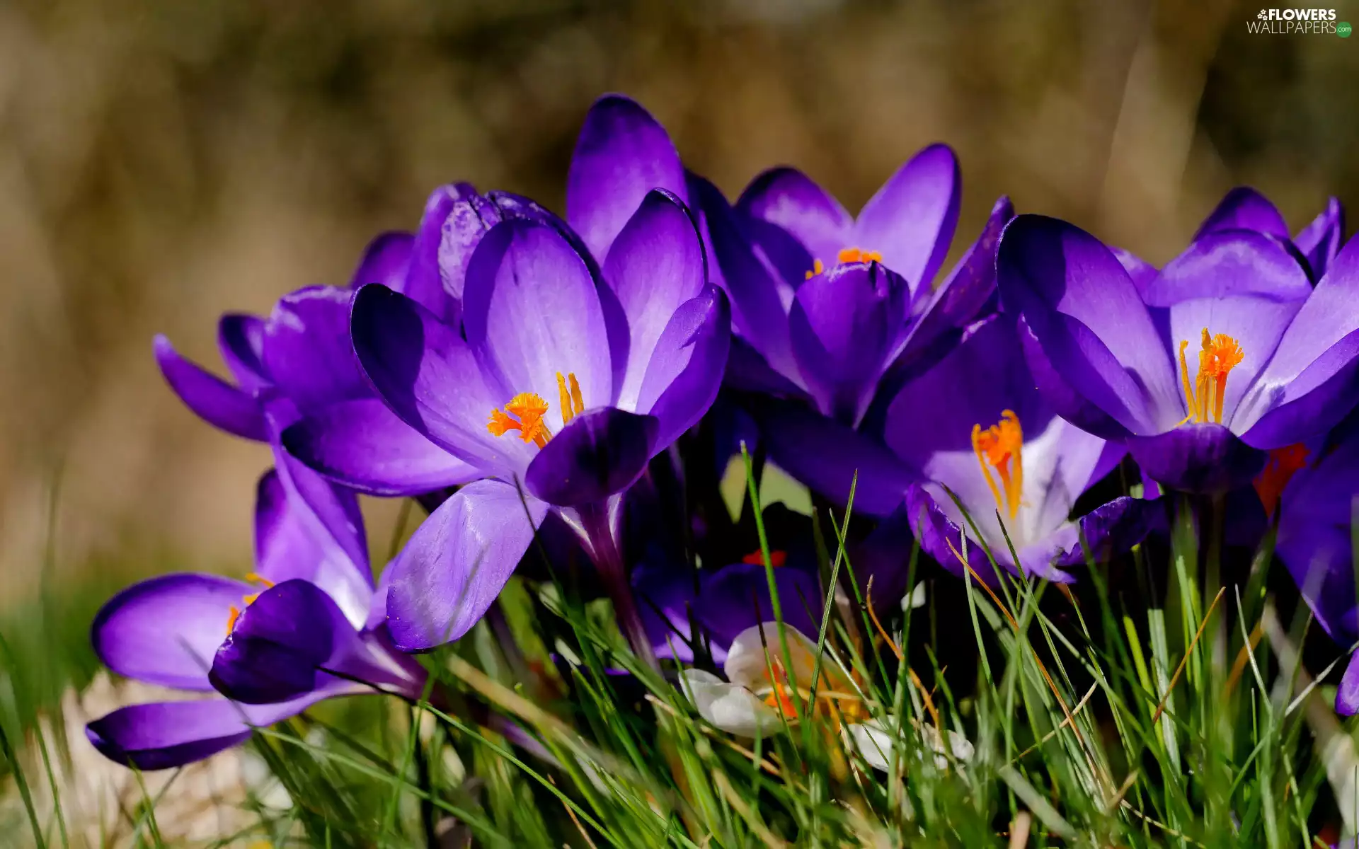 grass, Spring, Flowers, crocuses, purple
