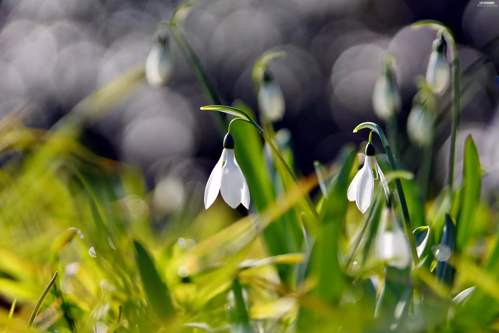 Spring, snowdrops, Flowers