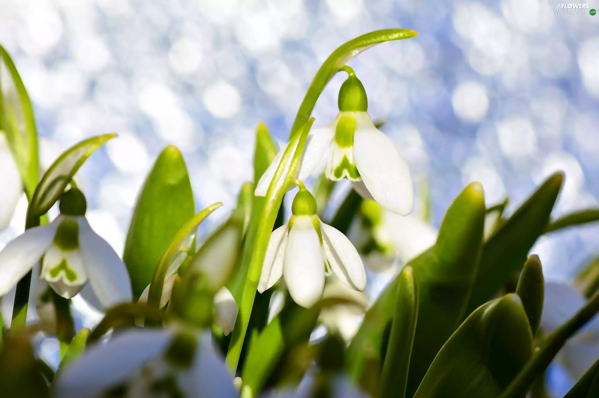 Spring, snowdrops, Flowers