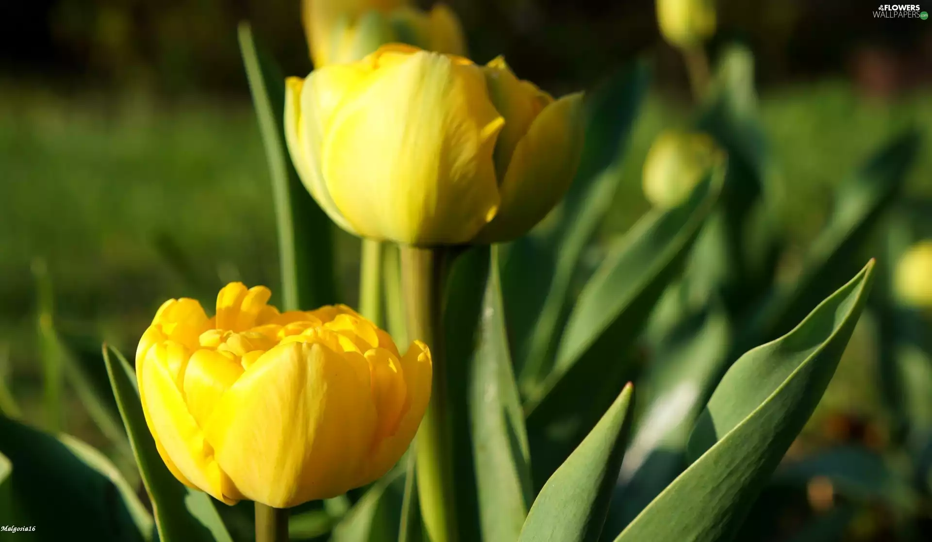 Flowers, Yellow, Tulips, Spring