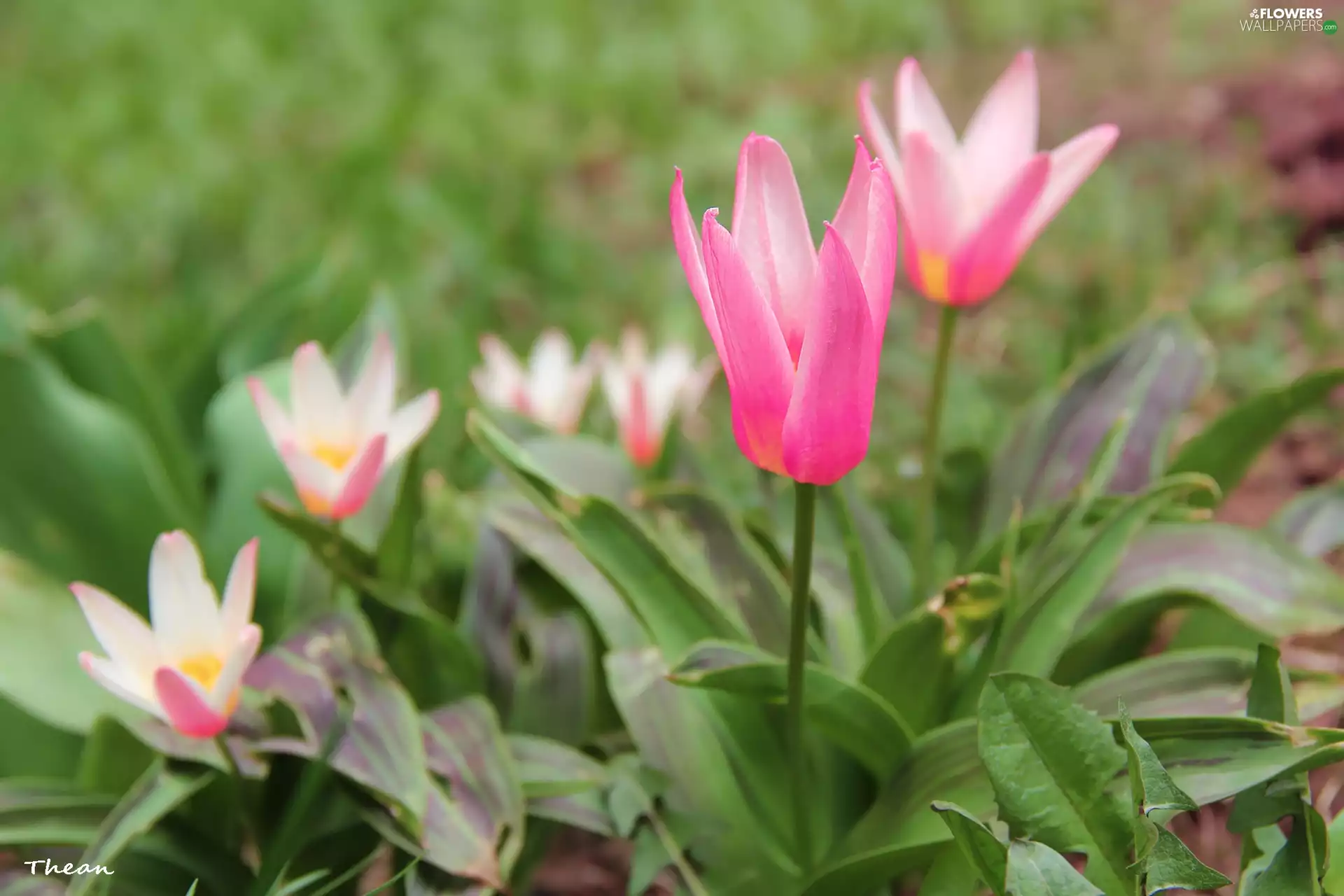 Spring, Tulips, Flowers