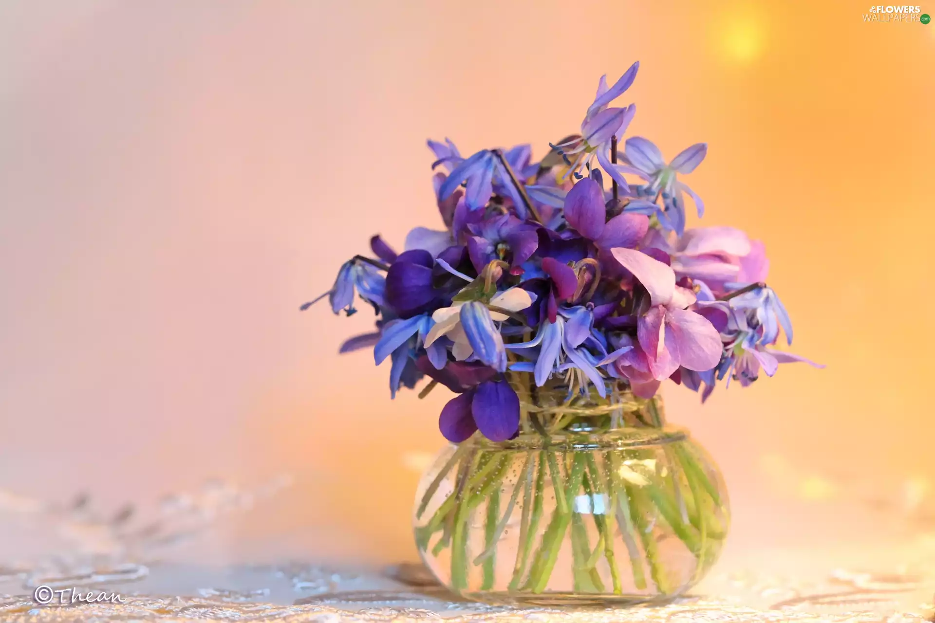 Blue, Violets, Flowers, Spring, purple, Siberian squill