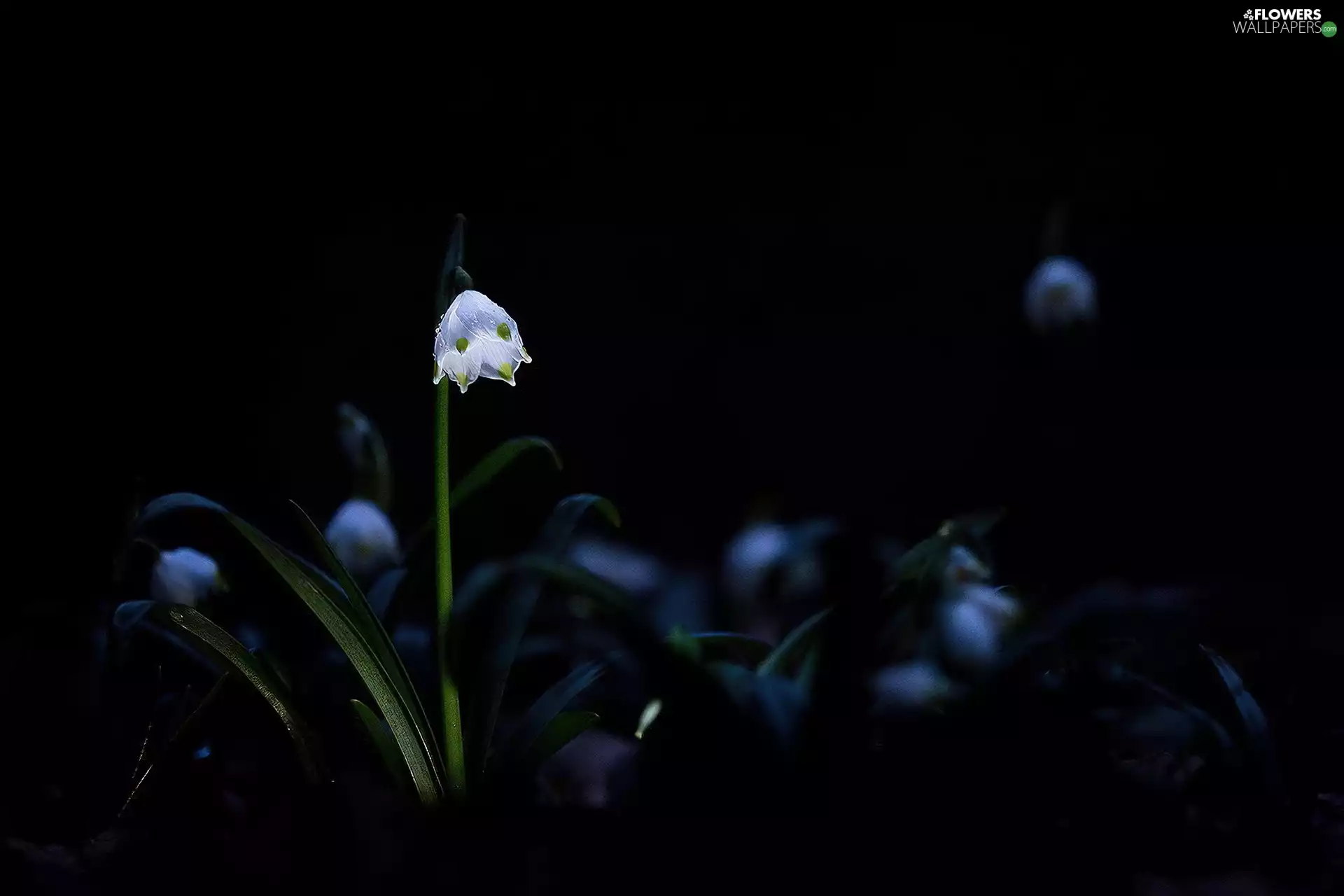 flurry, Black, background, Spring