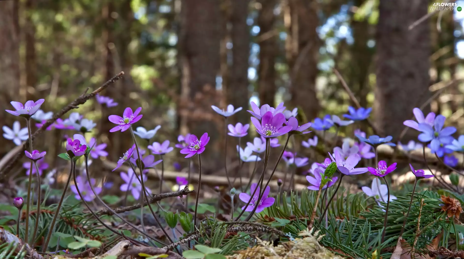 Spring, Liverleaf, forest