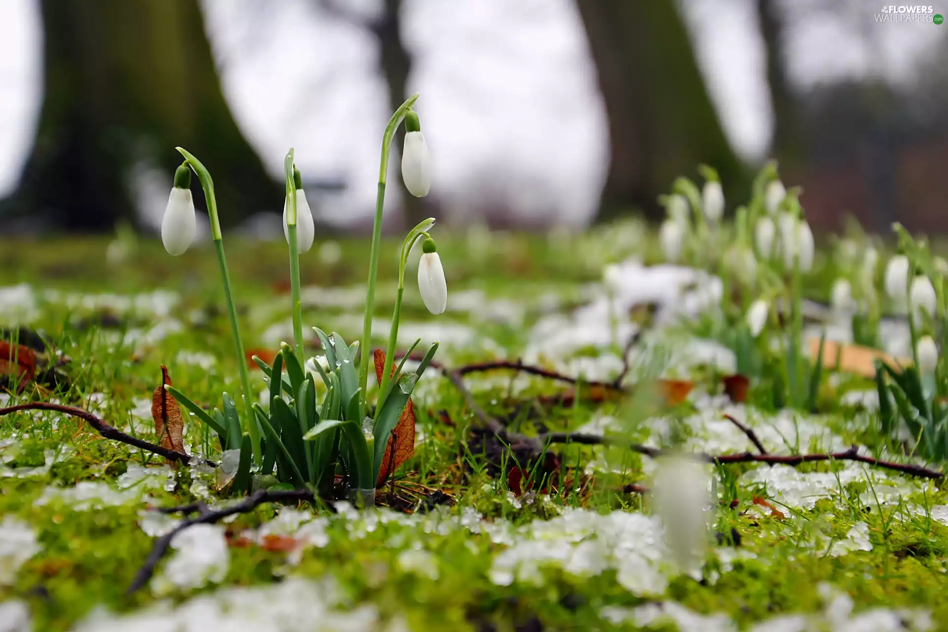 Spring, snowdrops, forest
