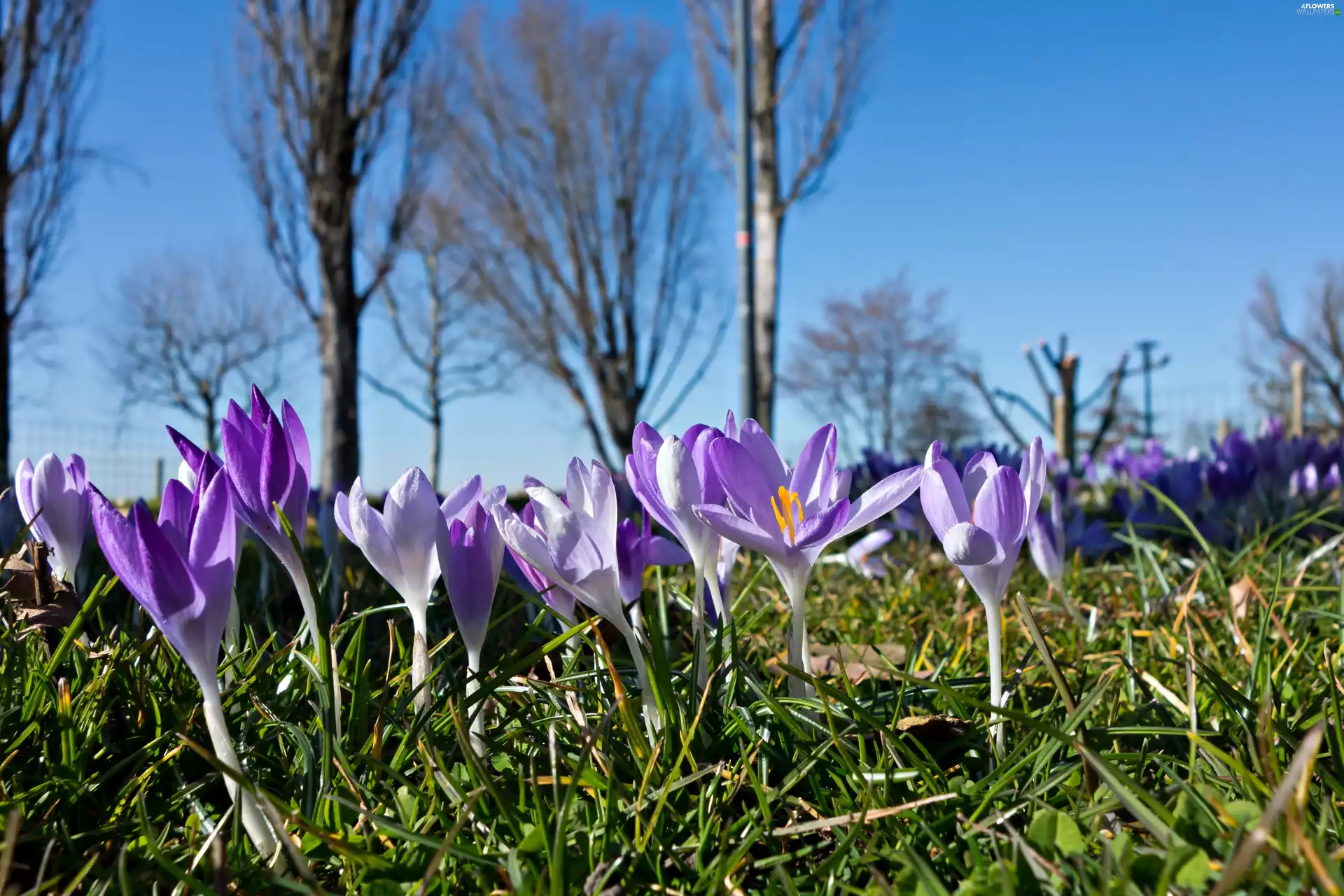 viewes, Spring, grass, trees, crocuses