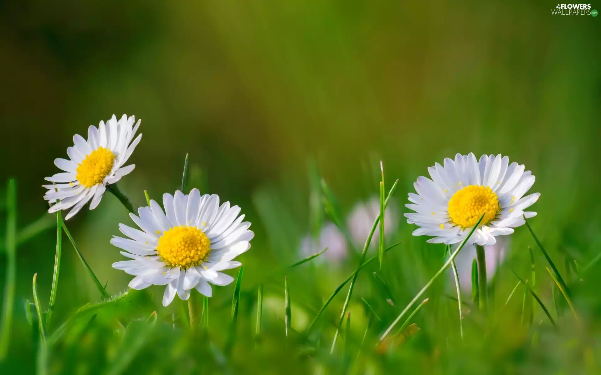 Spring, daisies, grass