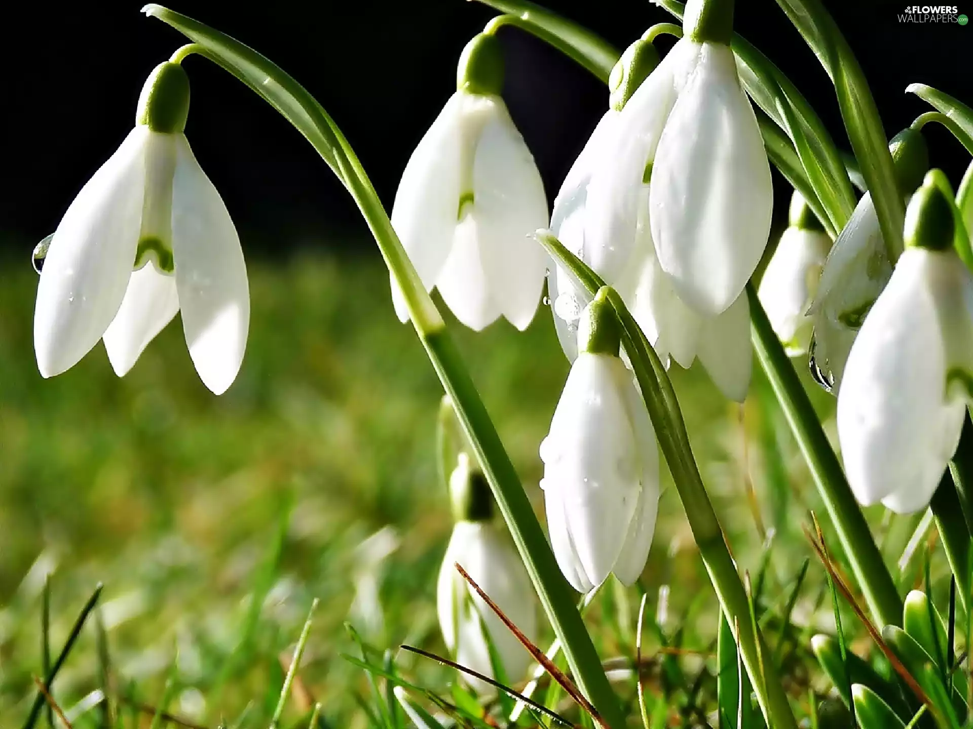 Spring, snowdrops, grass