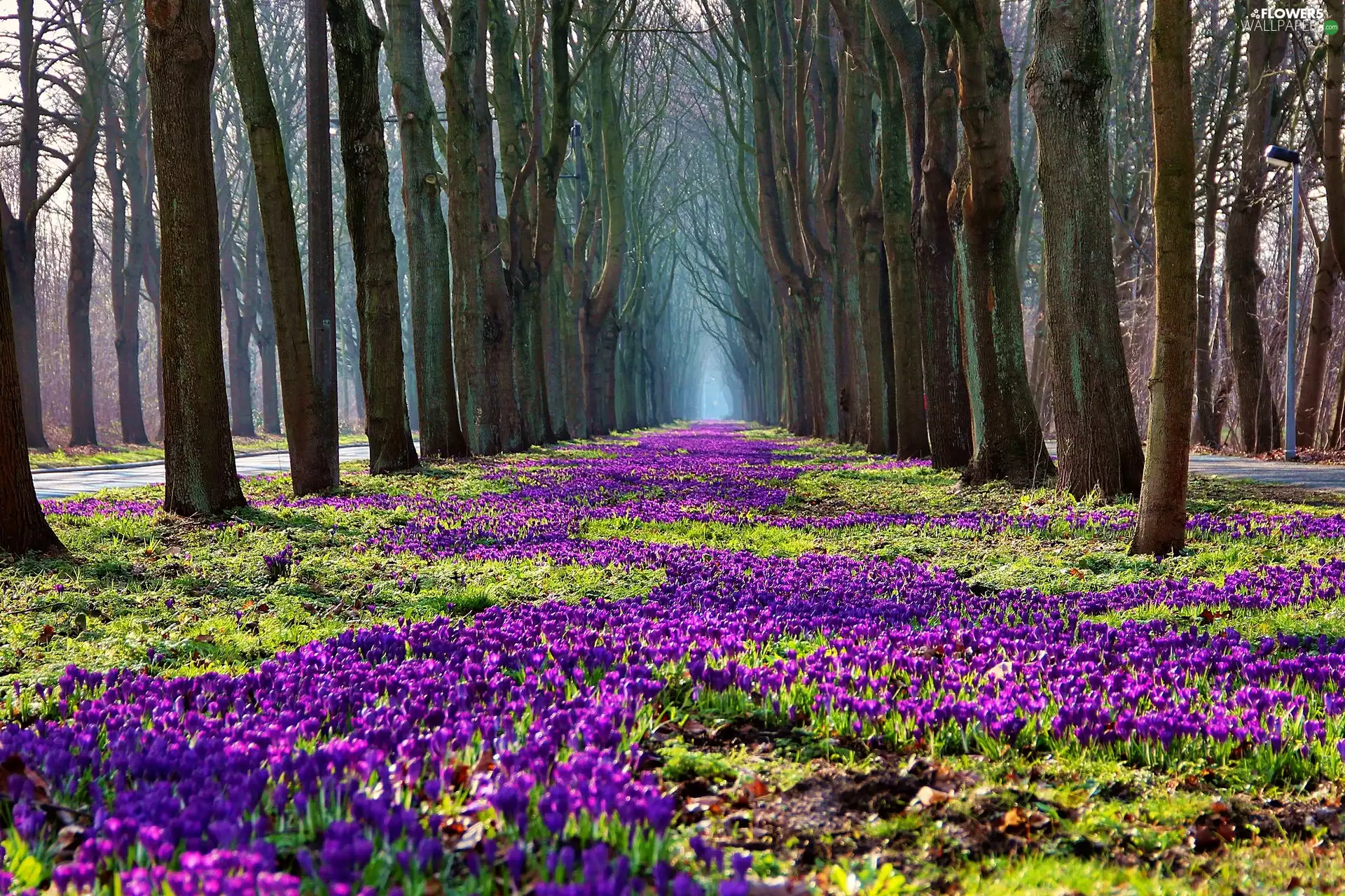 crocuses, Spring, hedge, trees, Park