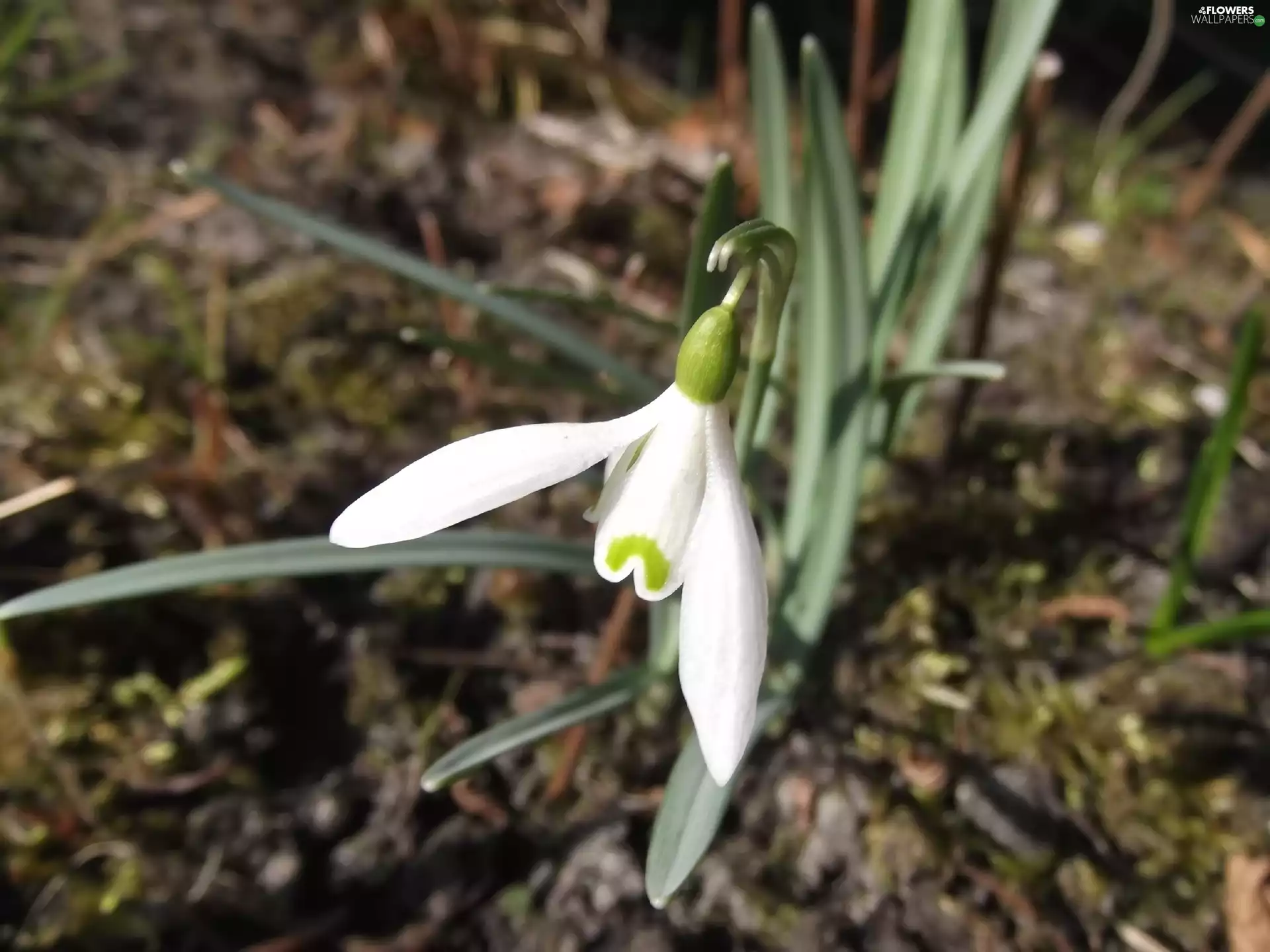 Spring, Snowdrop, herald