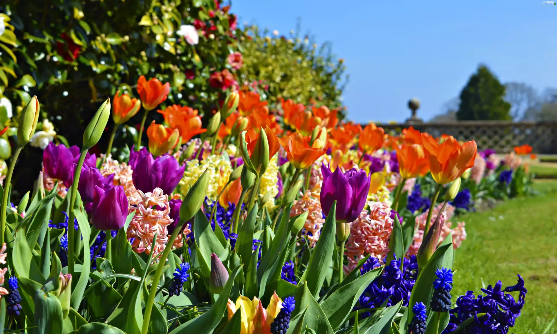 Garden, Spring, Hyacinths, Flowers, Tulips