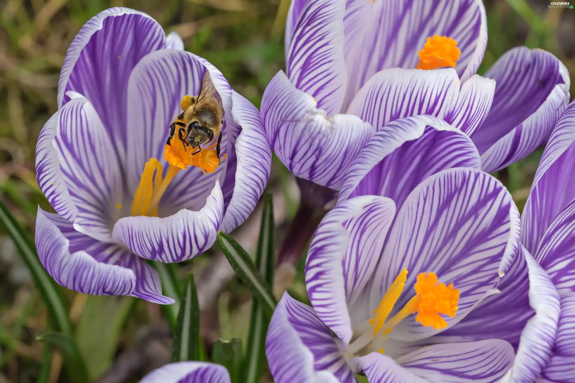 Spring, crocuses, Insect