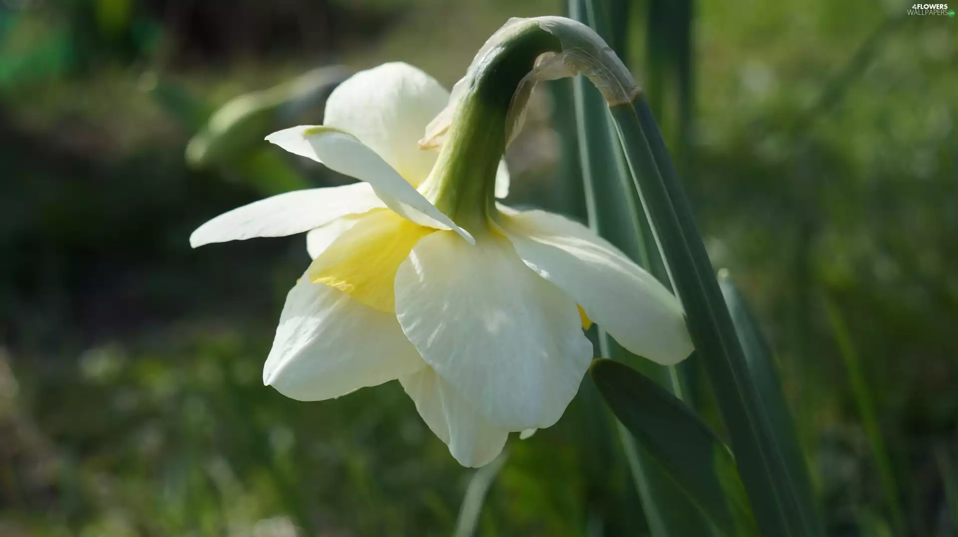 jonquil, Colourfull Flowers, spring