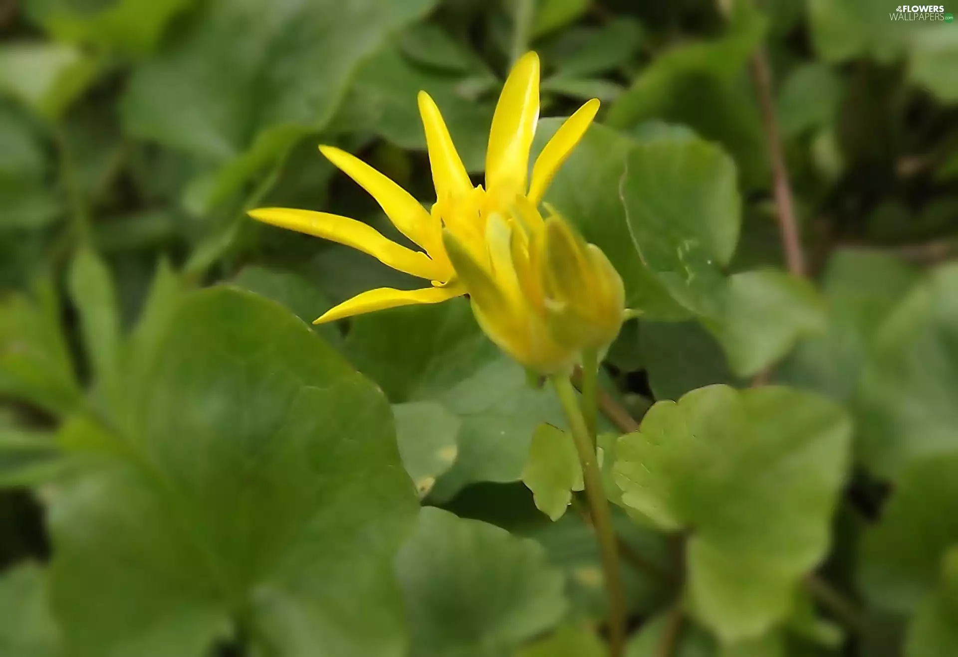 Colourfull Flowers, Leaf, spring, Yellow, Fig Buttercup