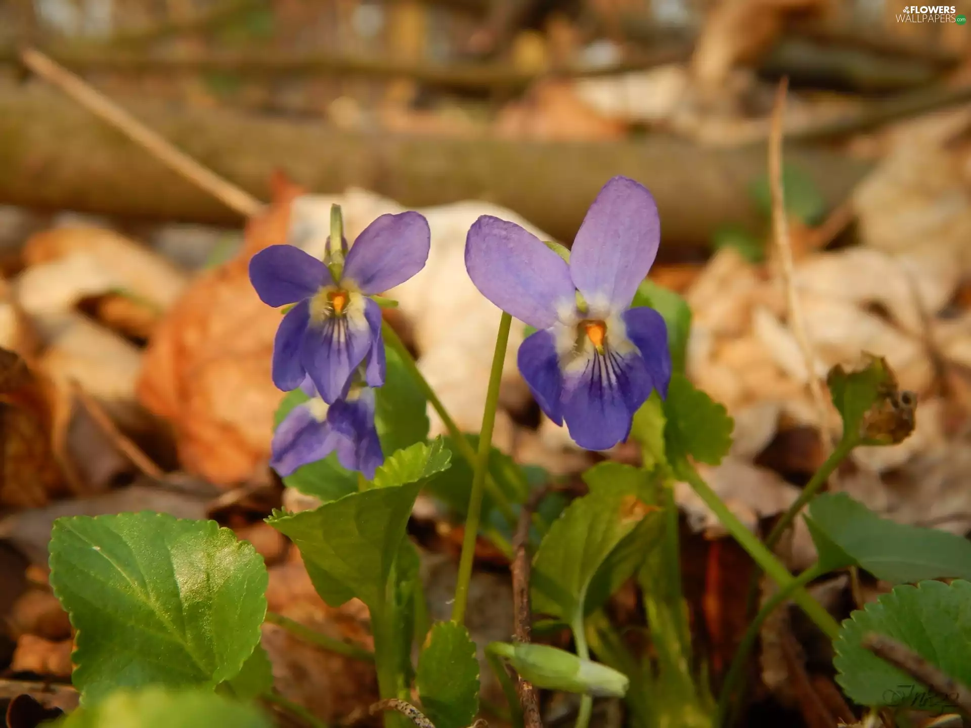 Spring, Violets, Leaf