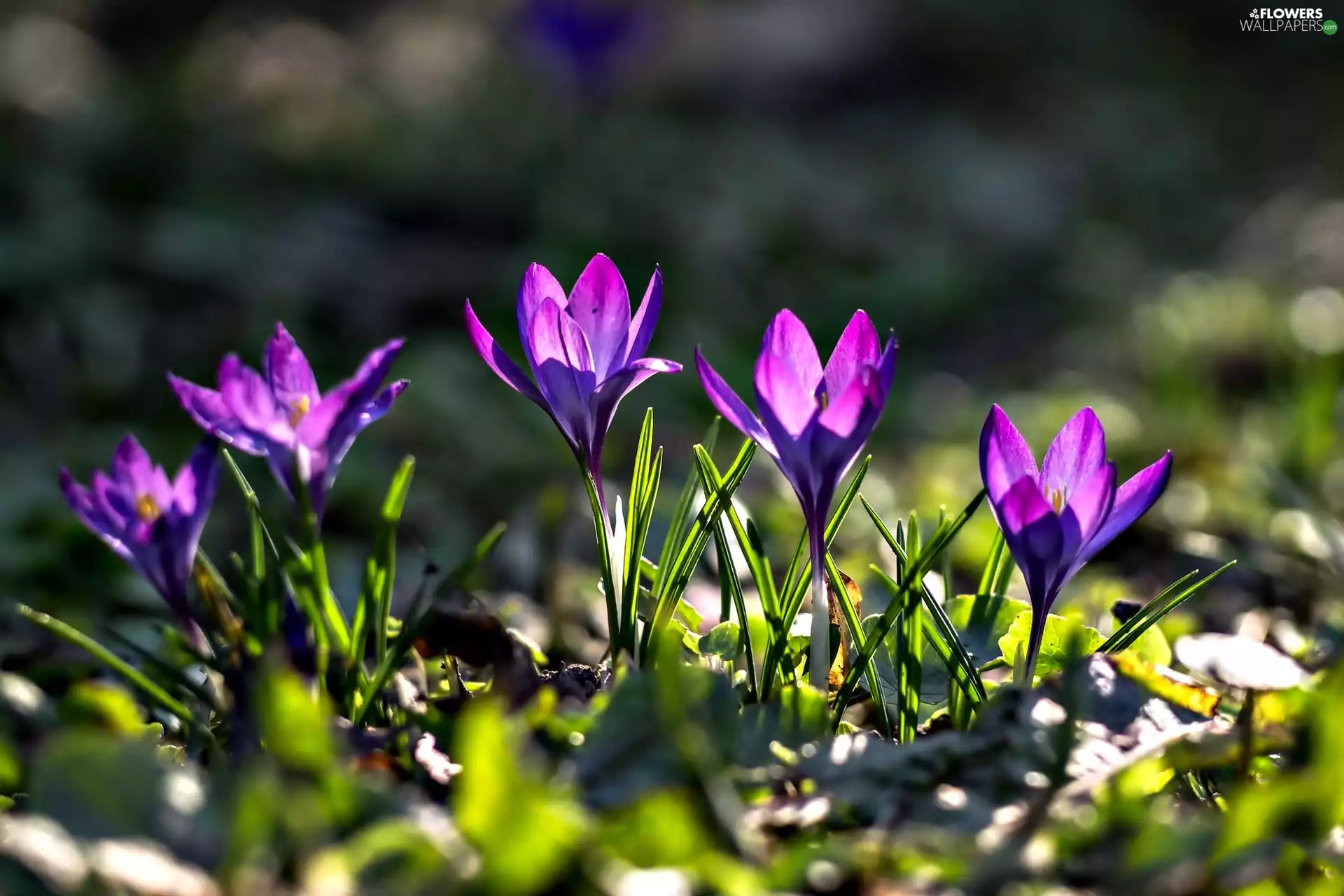 sun, crocuses, luminosity, Spring, flash, ligh