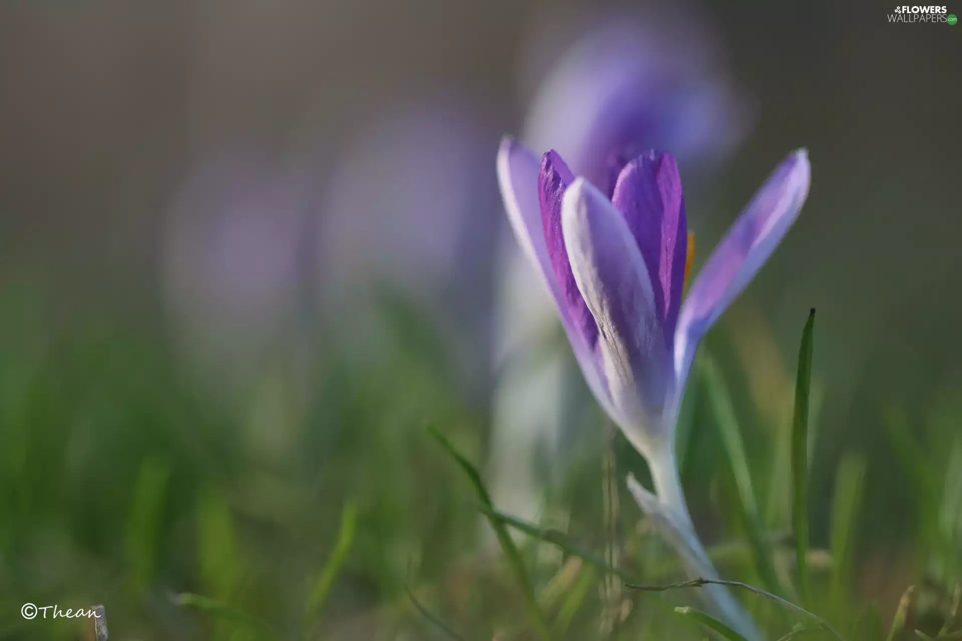 lilac, Colourfull Flowers, Spring, crocus