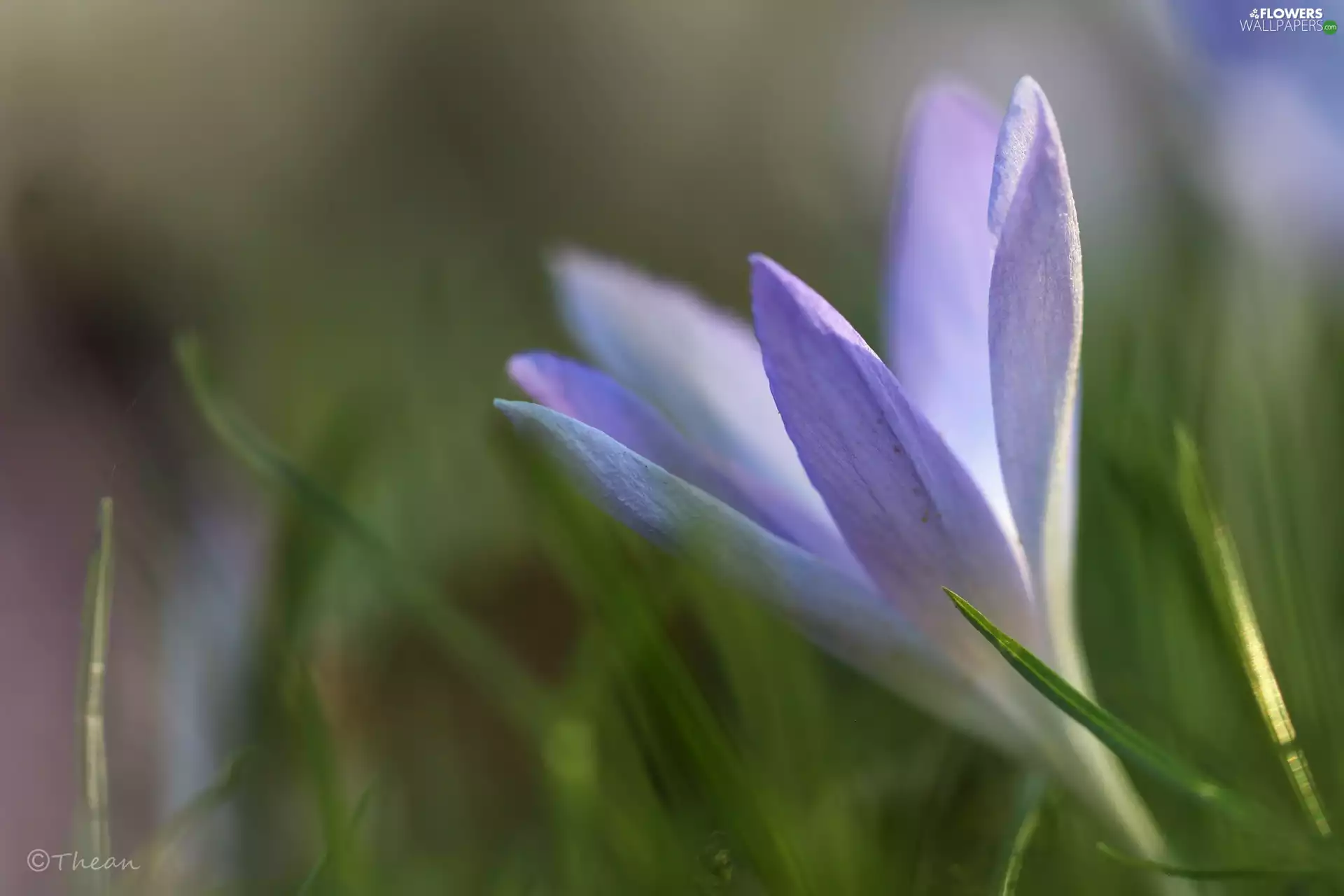 lilac, Colourfull Flowers, Spring, crocus