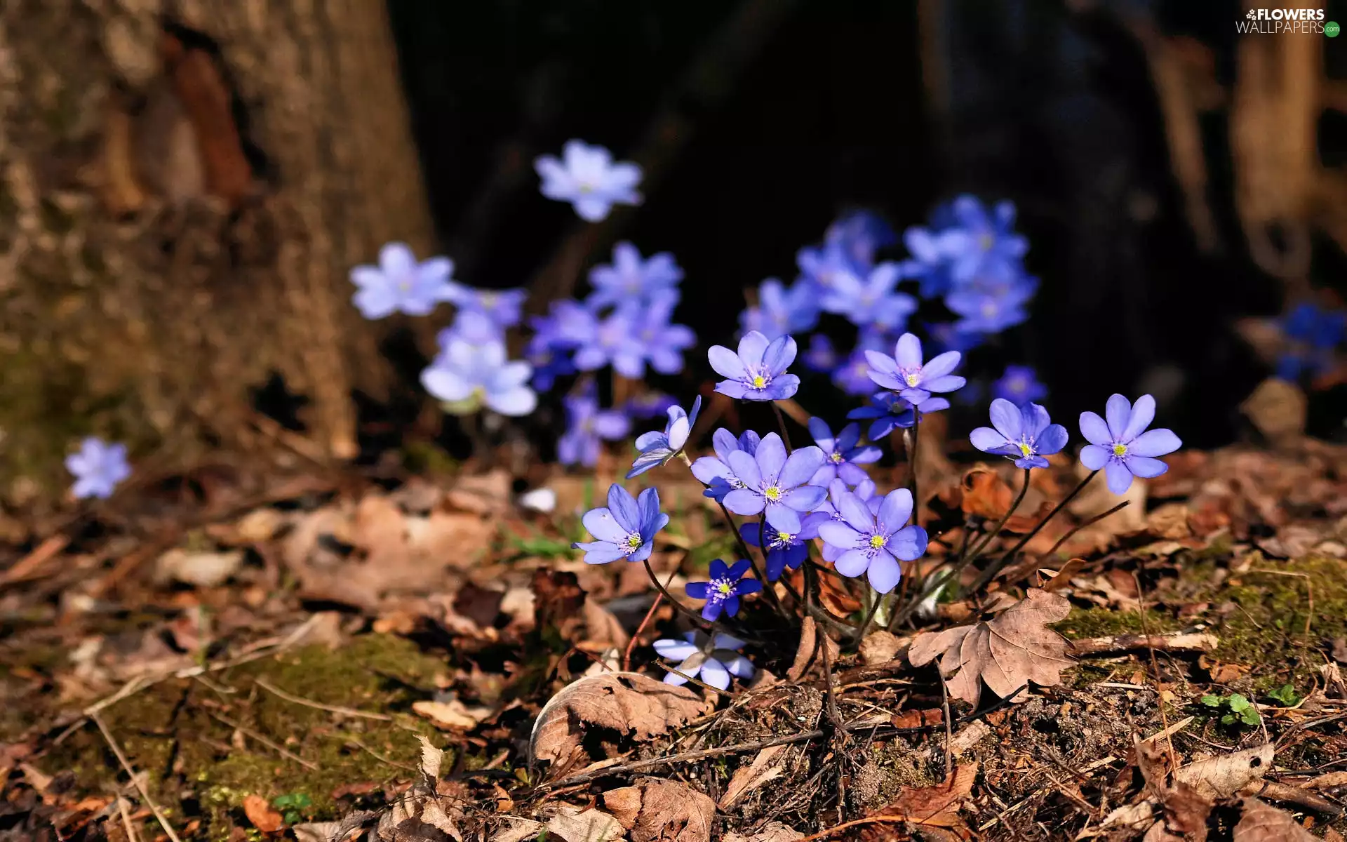 Liverworts, Spring