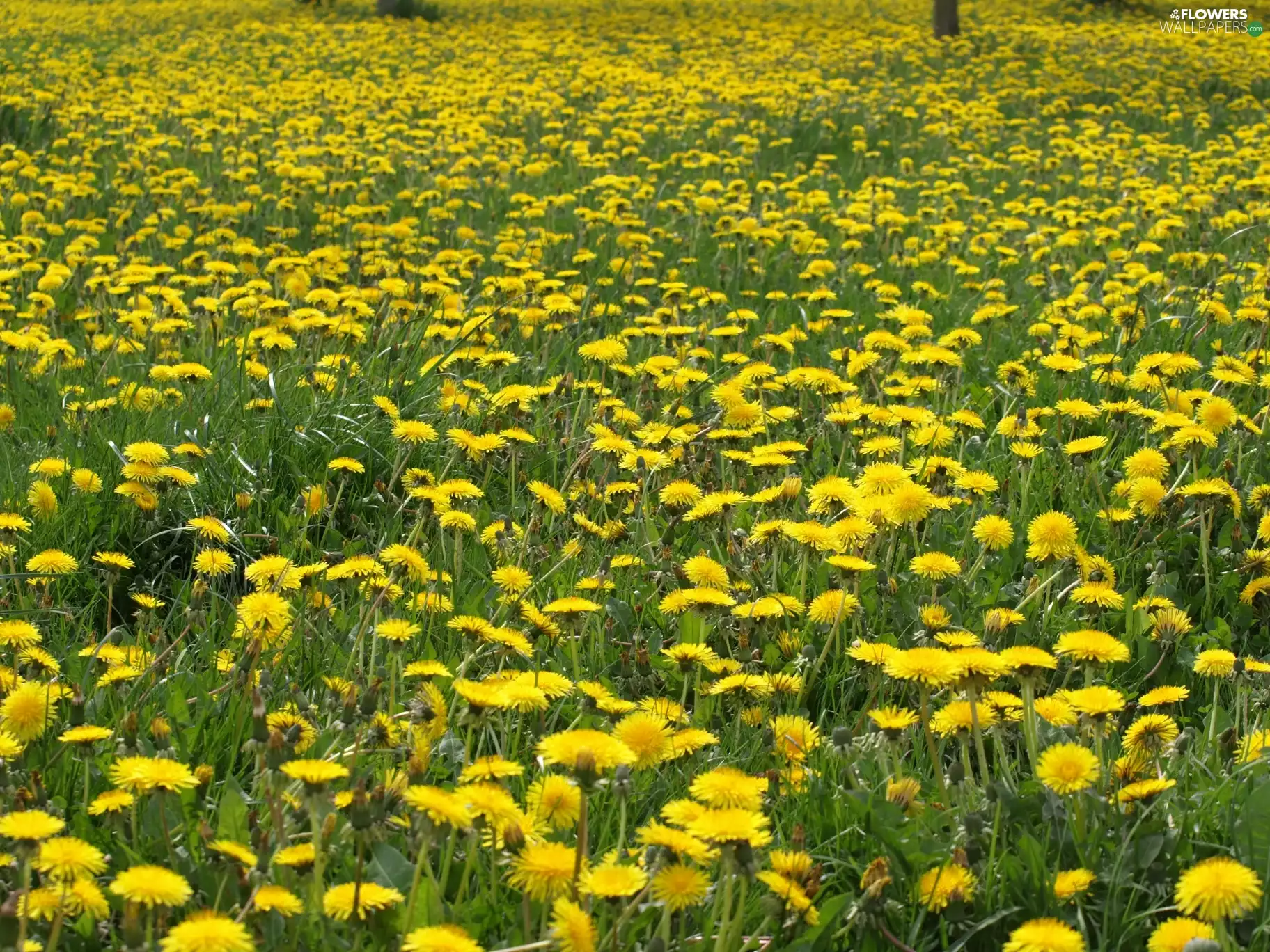 Spring, dandelions, Meadow