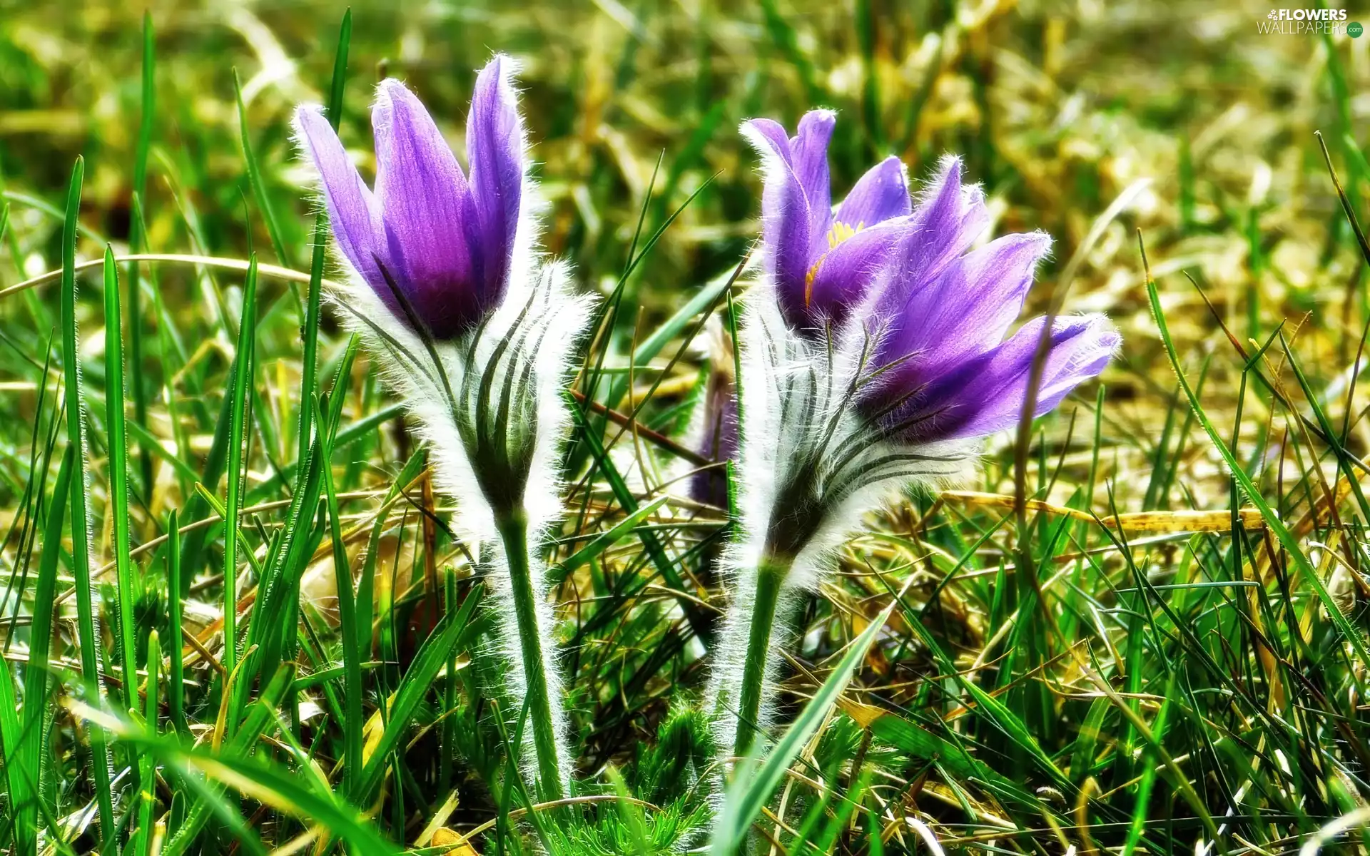 Spring, pasque, Meadow