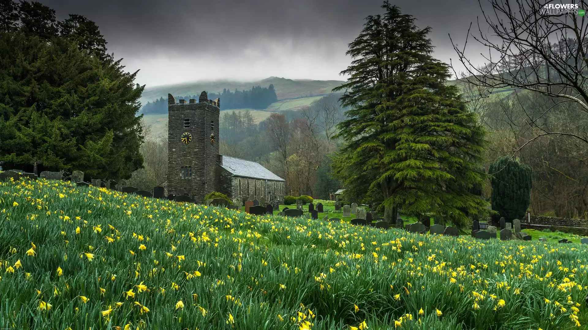 Daffodils, chapel, woods, Spring, Mountains, Meadow