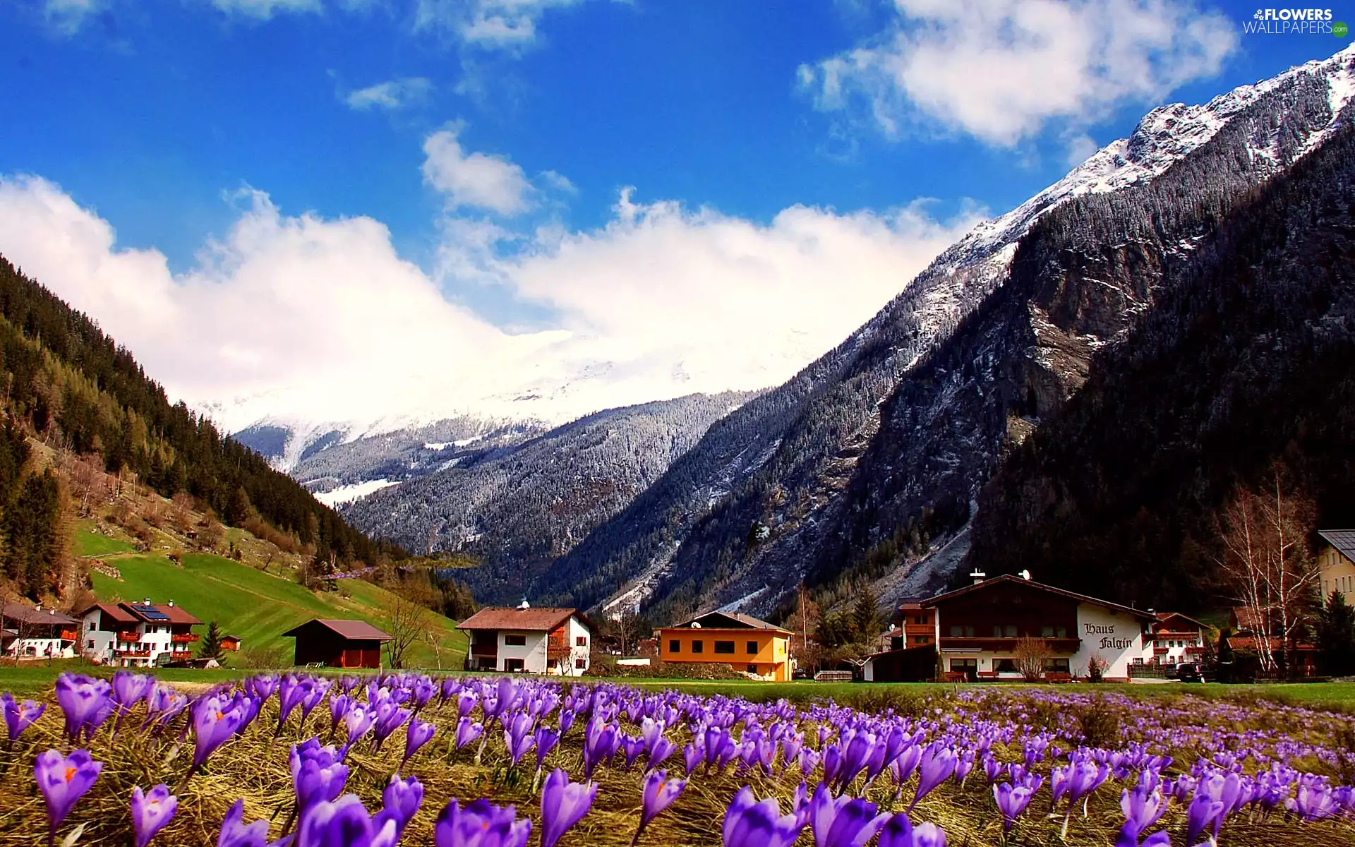 Mountains, Meadow, crocuses, Spring