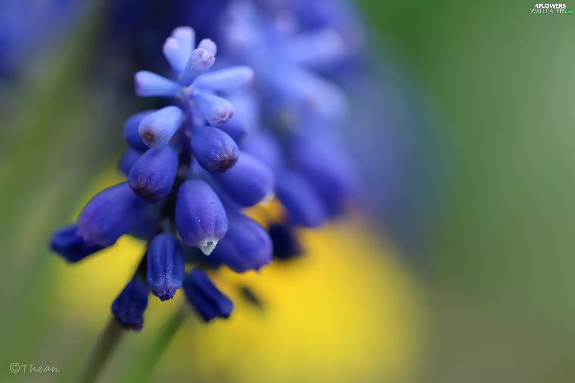 Muscari, Colourfull Flowers, Spring, blue