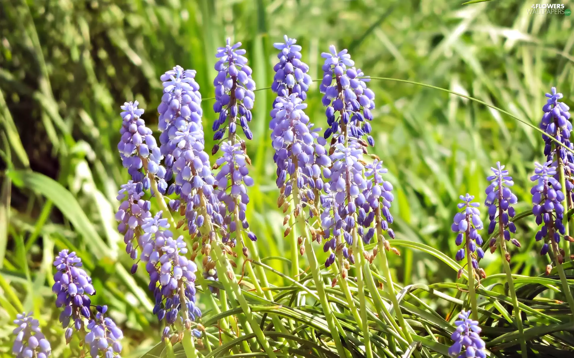 Spring, Flowers, Muscari