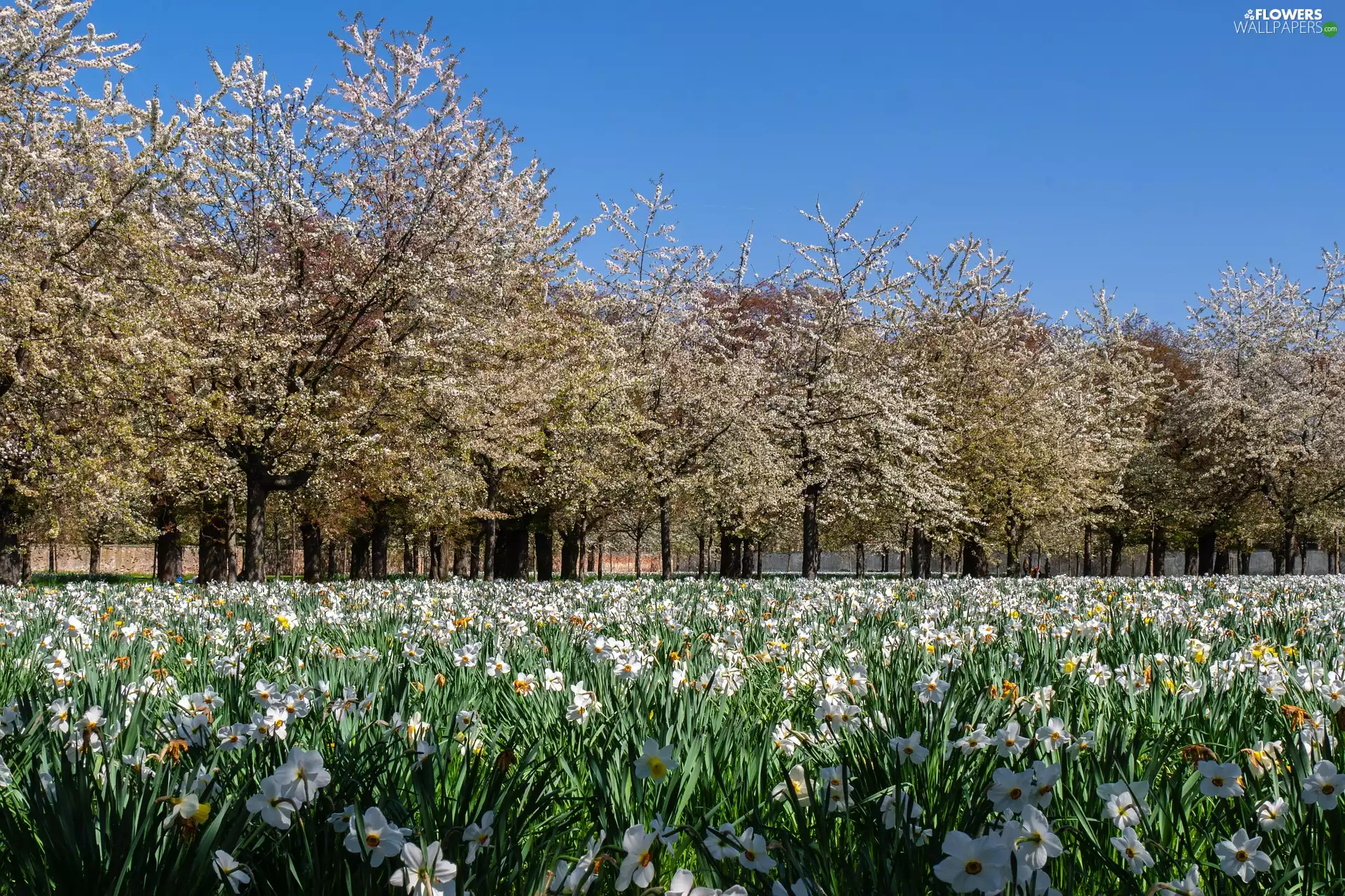 Flowers, flourishing, narcissus, Fruit Trees, Garden, White, Spring