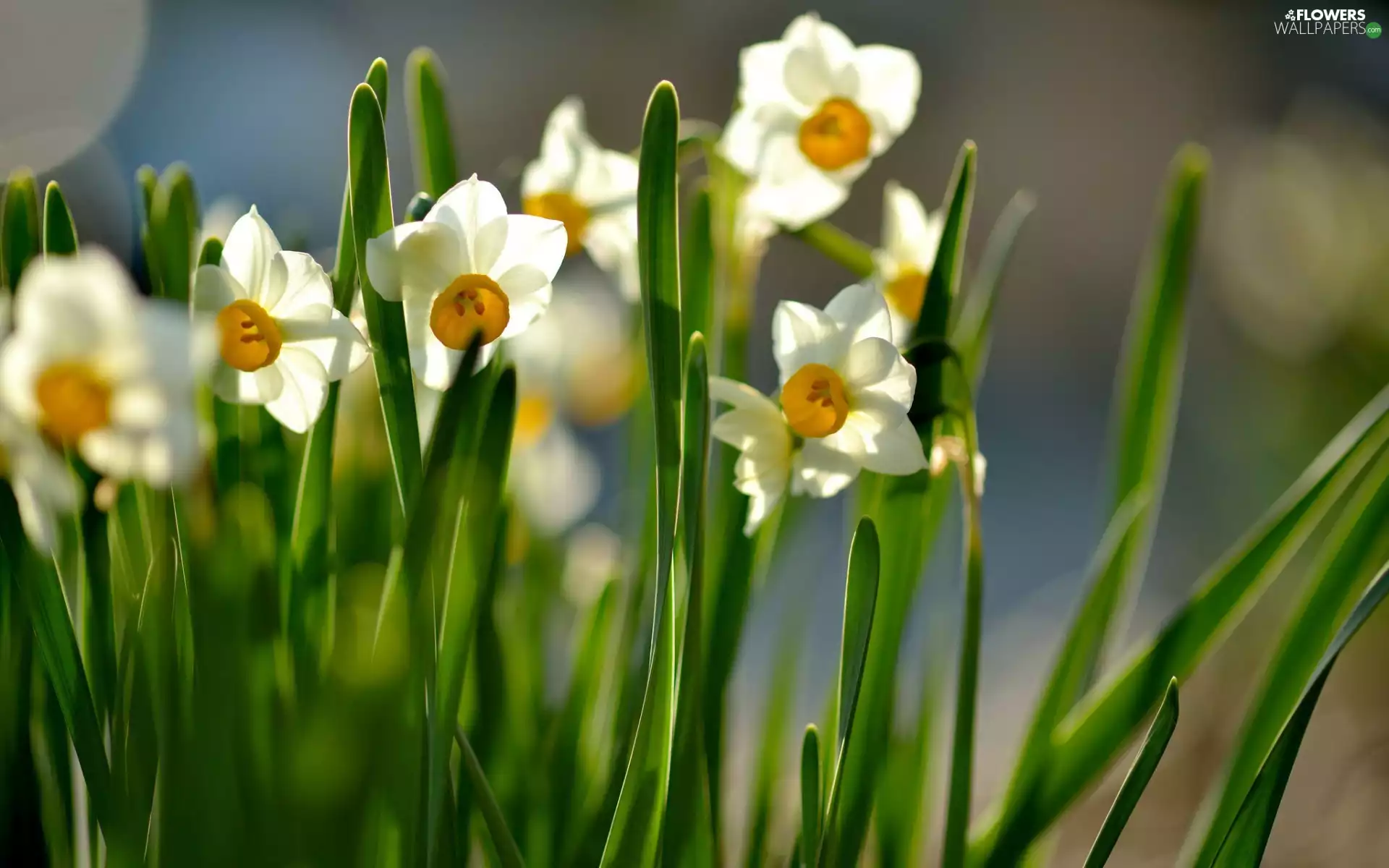 narcissus, Spring